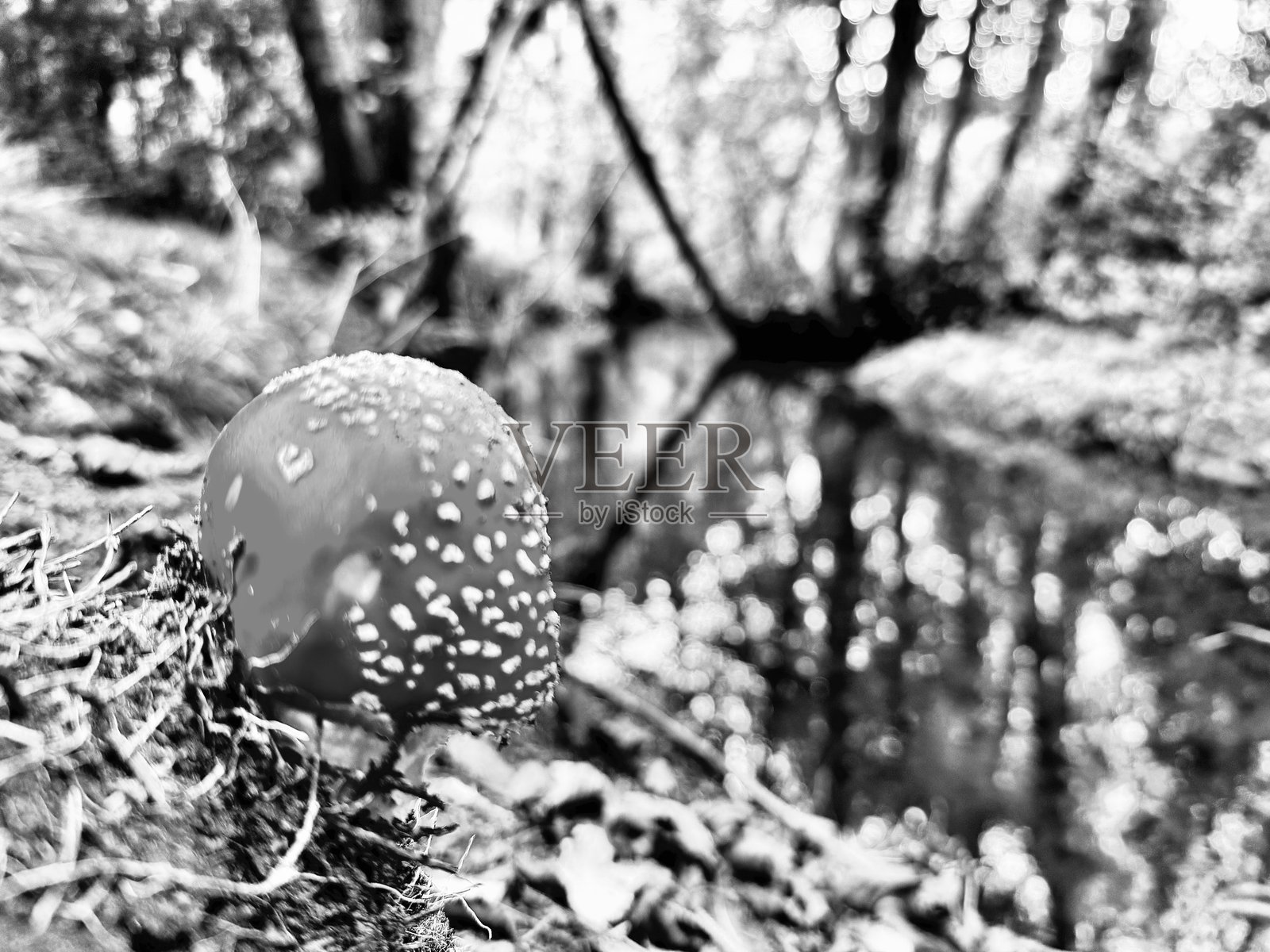 森林地面上的野生蘑菇照片摄影图片