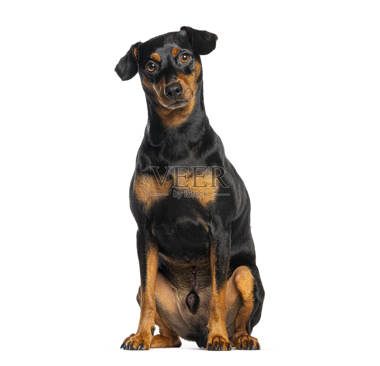 迷你品犬在影棚内坐着，表情好奇照片摄影图片