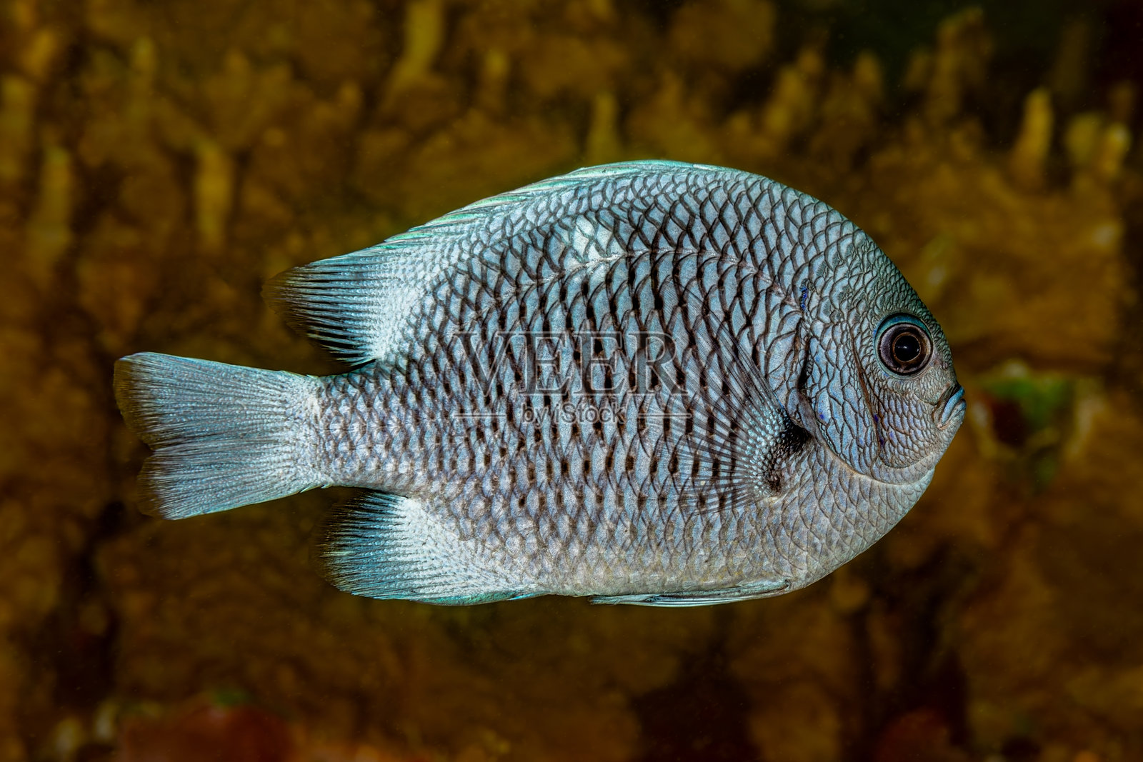 斯特拉斯堡的达斯卡斯鱼（Dascyllus strasburgi），特有于法属波利尼西亚的马克萨斯群岛照片摄影图片