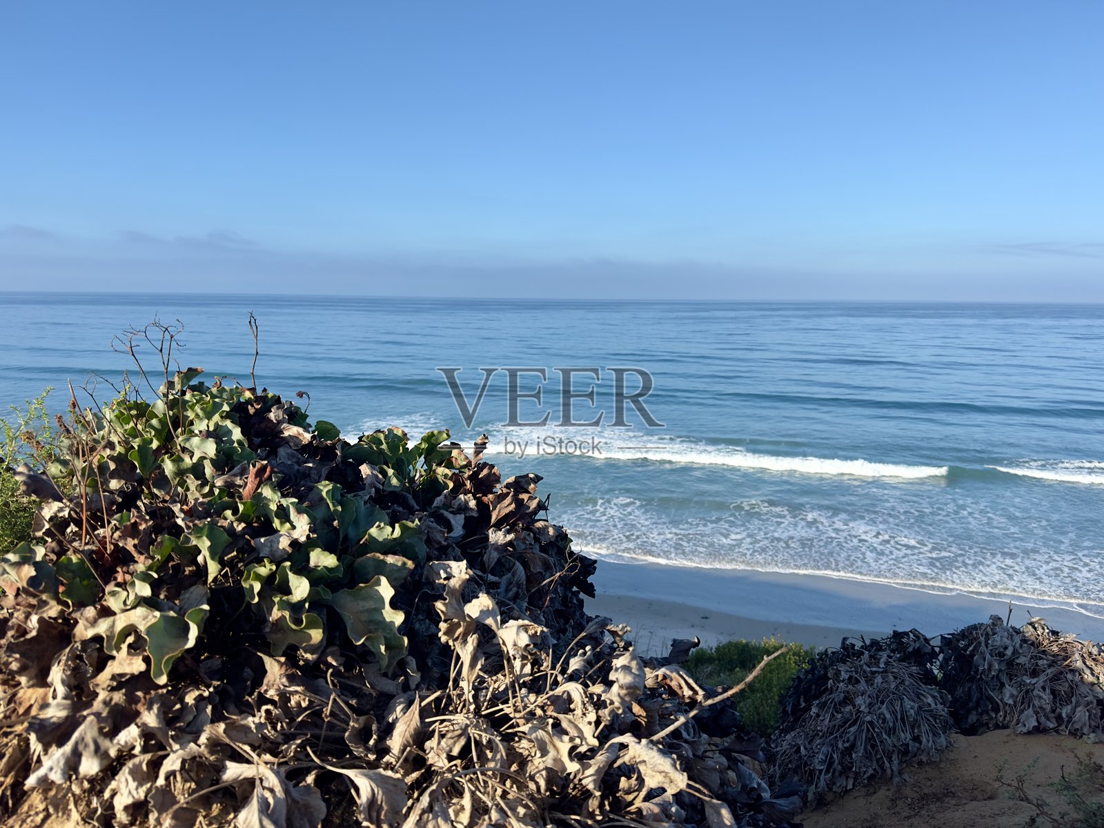 海岸植物与海浪照片摄影图片