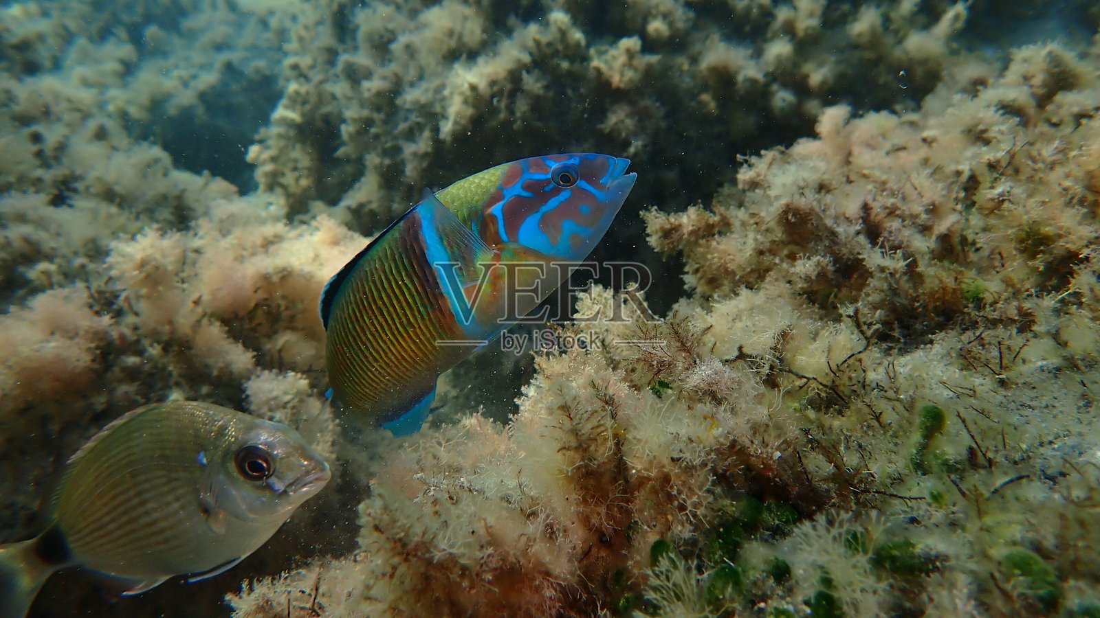 海底的华丽隆头鱼（Thalassoma pavo），利古里亚海照片摄影图片