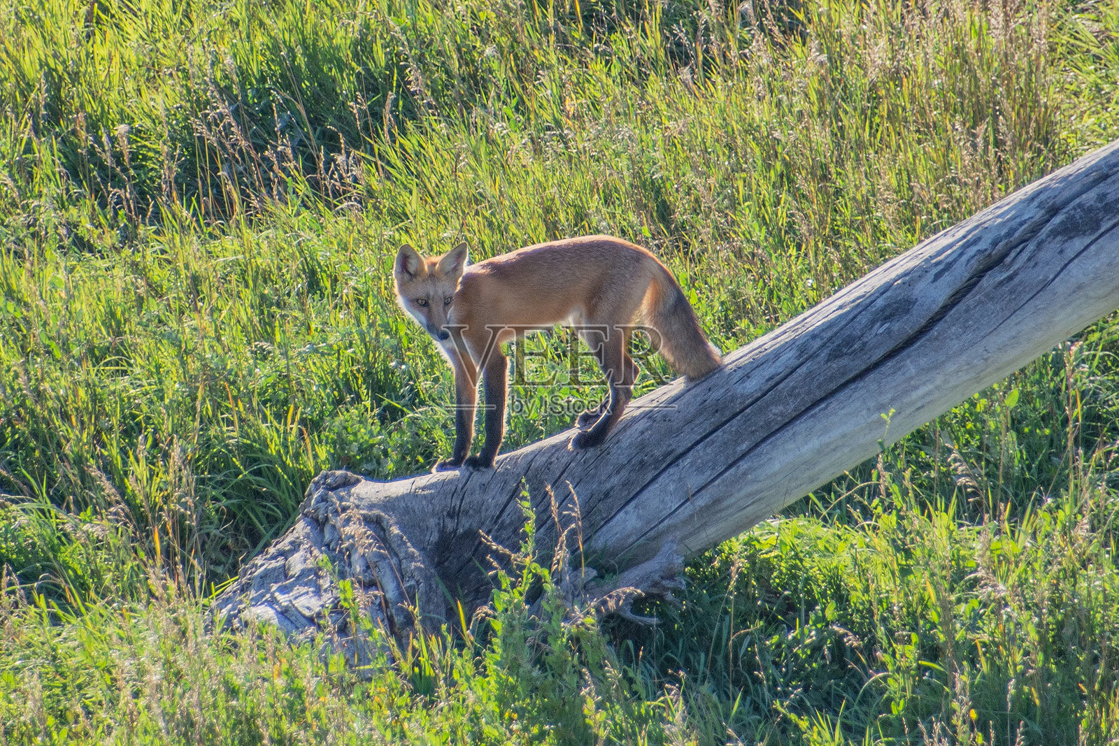 红狐照片摄影图片