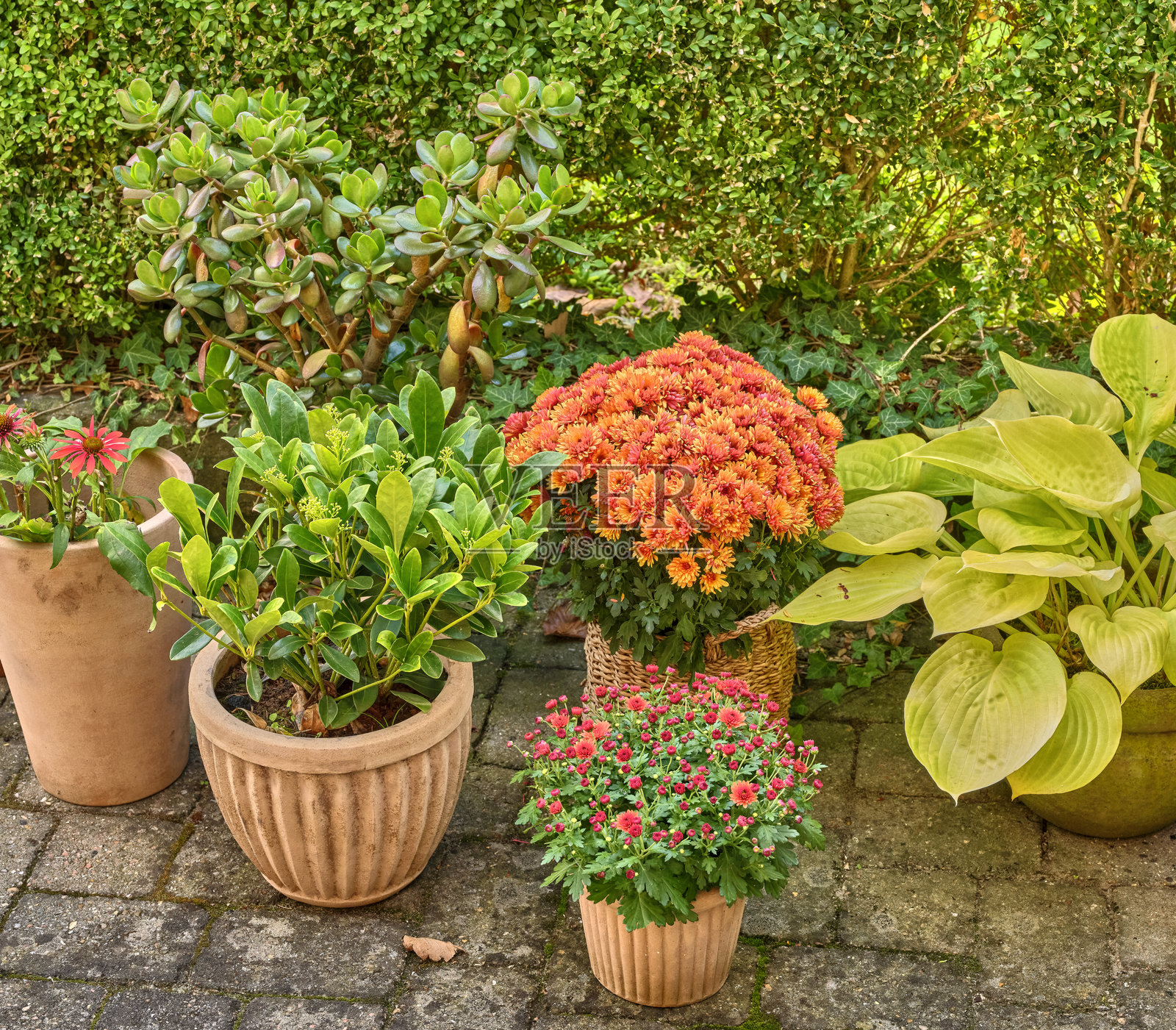 摆放着盆栽植物、柳条篮子里的橙色菊花、玉树和玉簪叶的彩色花园，营造出丹麦户外庭院宁静的秋日景象照片摄影图片