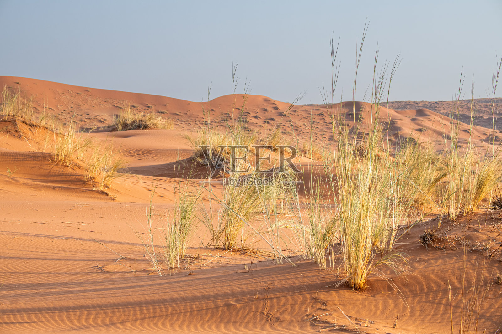 纳米比亚非洲纳米布沙漠沙地上的草照片摄影图片