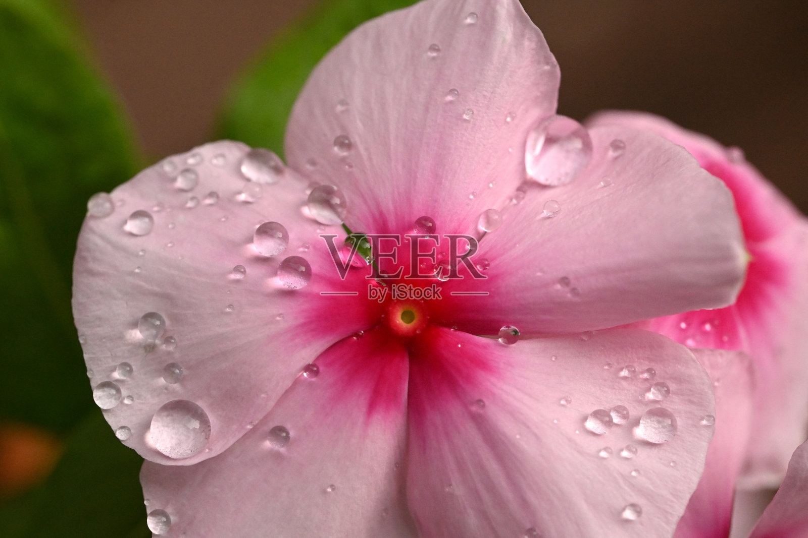 带水滴的长春花照片摄影图片