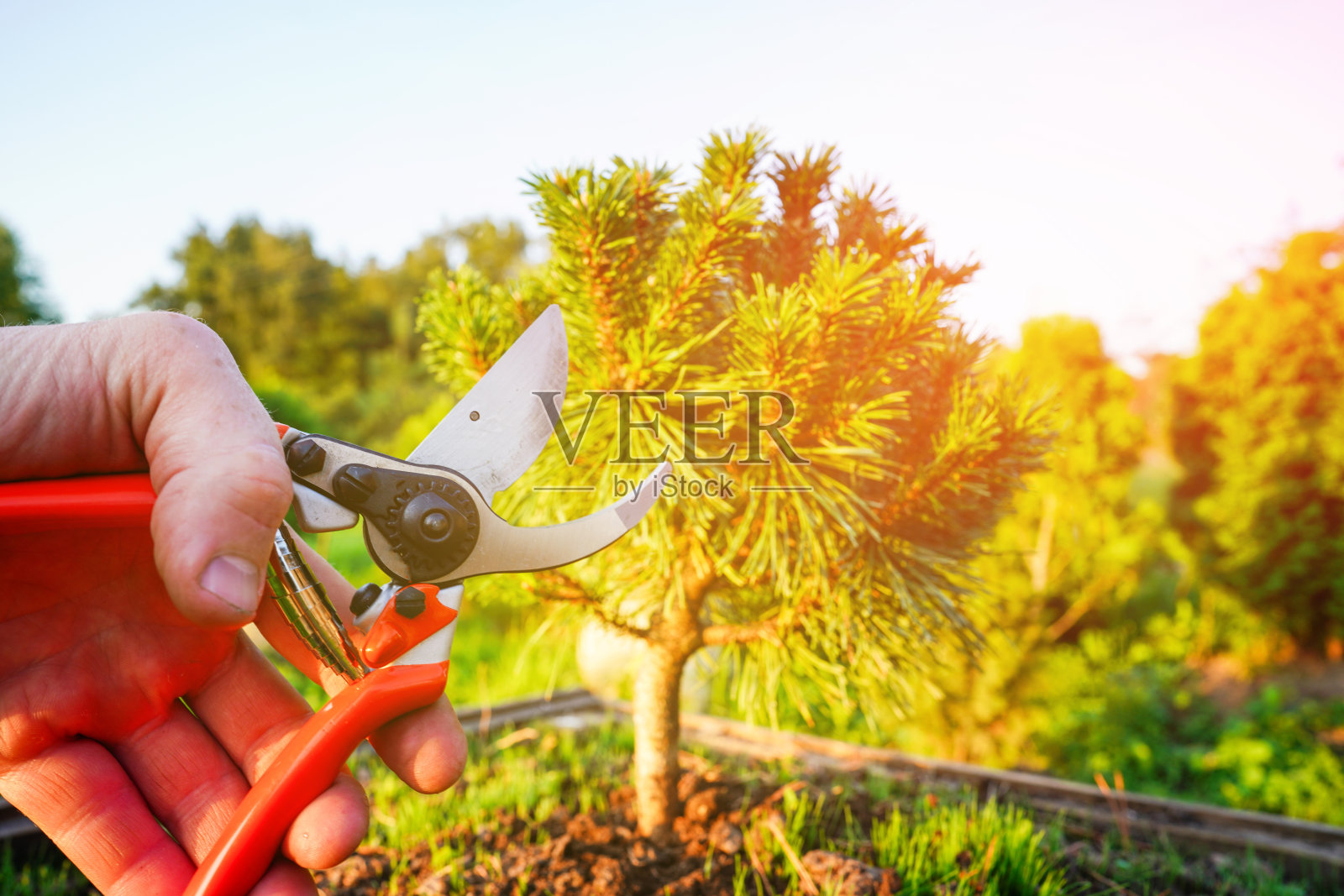 使用枝剪修剪松树。修剪金钱松的枝条。照片摄影图片
