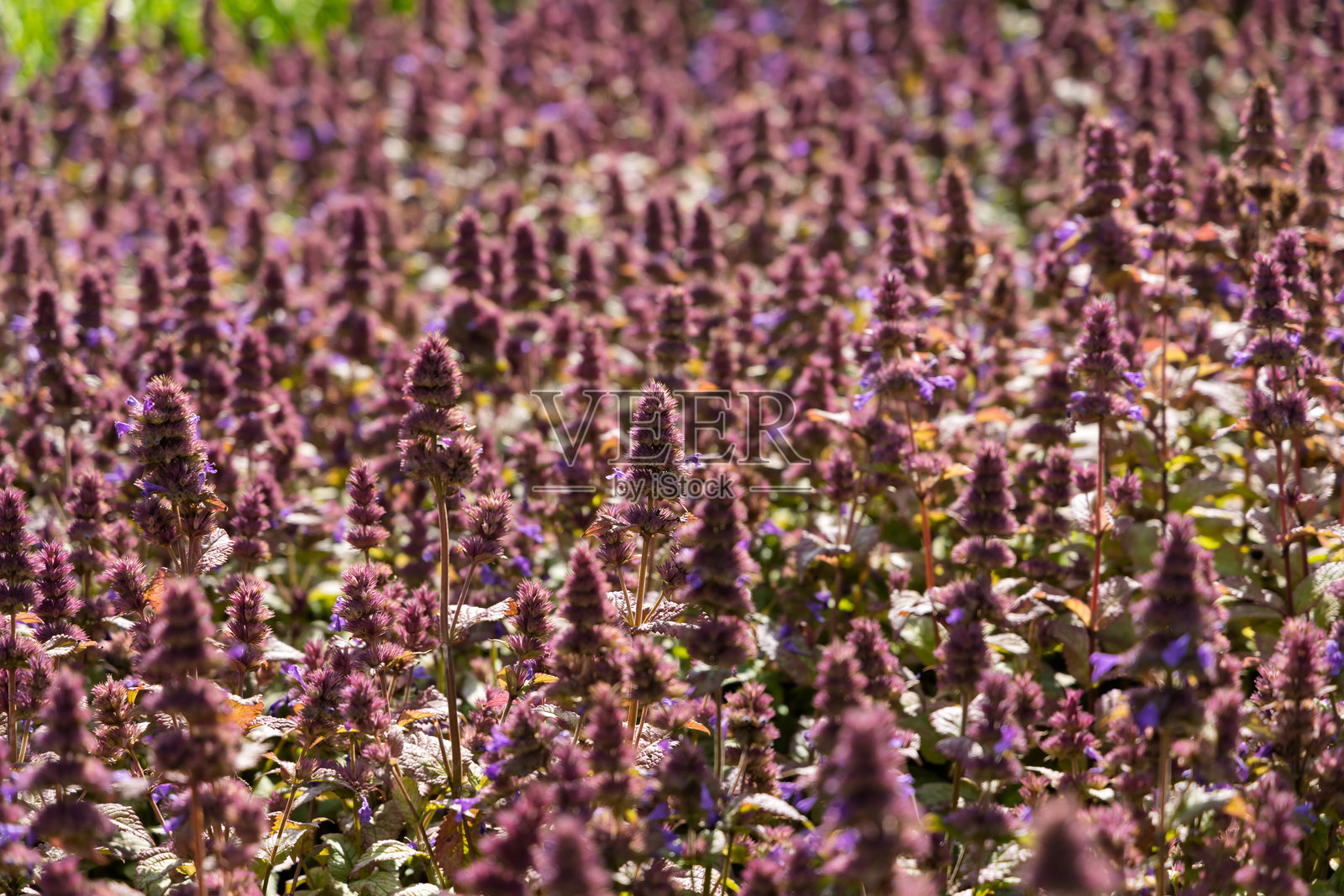 盛开的蓝鸢尾花密集田野，紫色的花穗，晴朗的一天，自然花园景观照片摄影图片