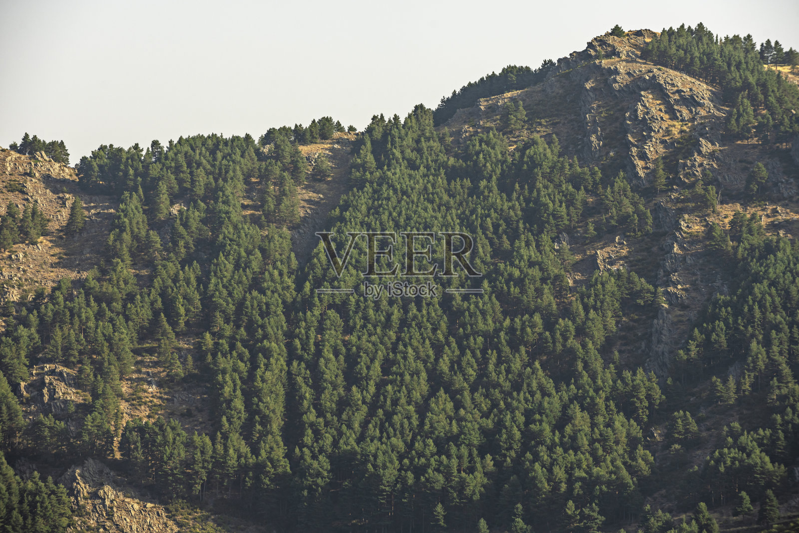 光学压缩，将远处的山峦拉近至前景的森林，消除了景深感。照片摄影图片