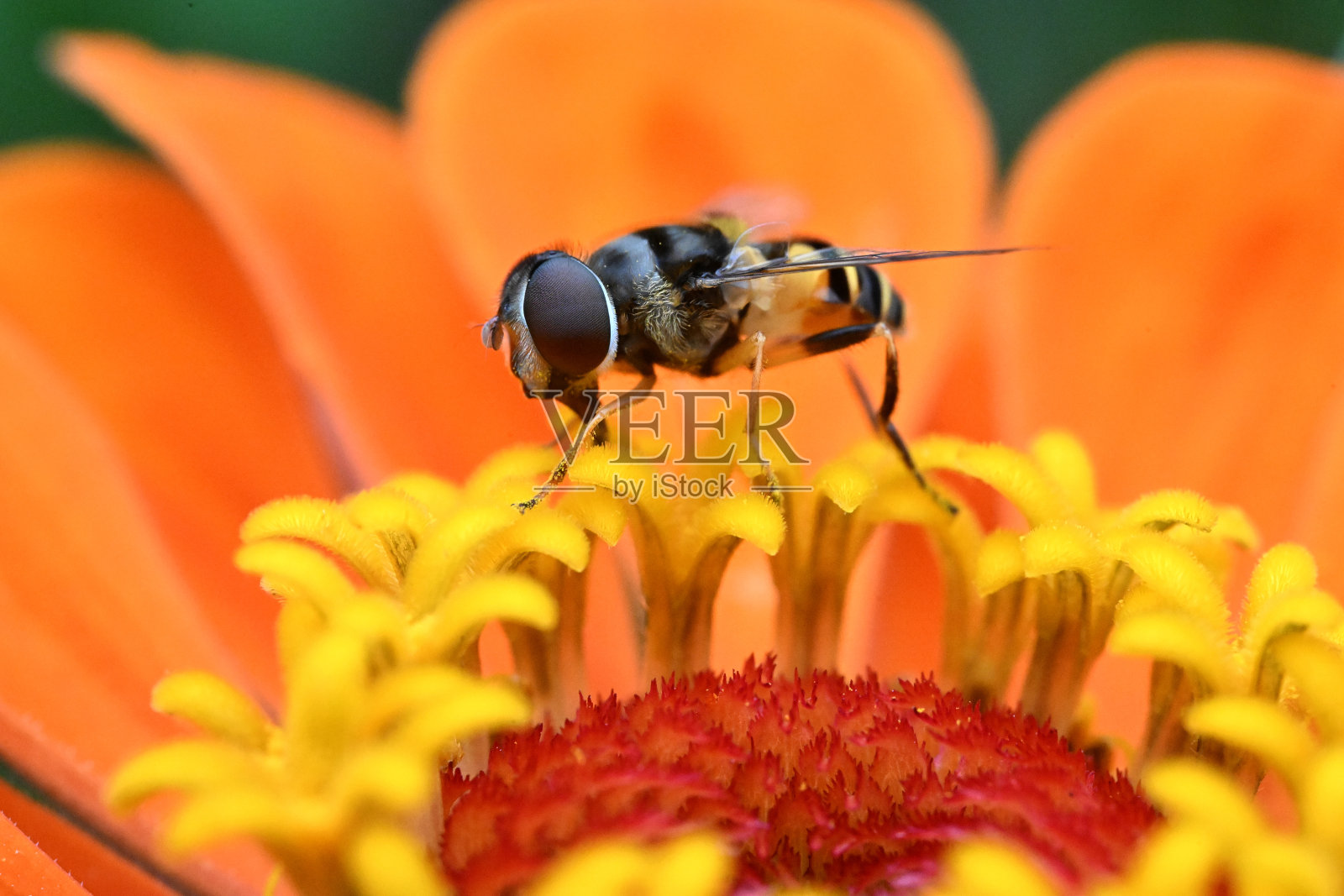 花蠓在百日草上照片摄影图片