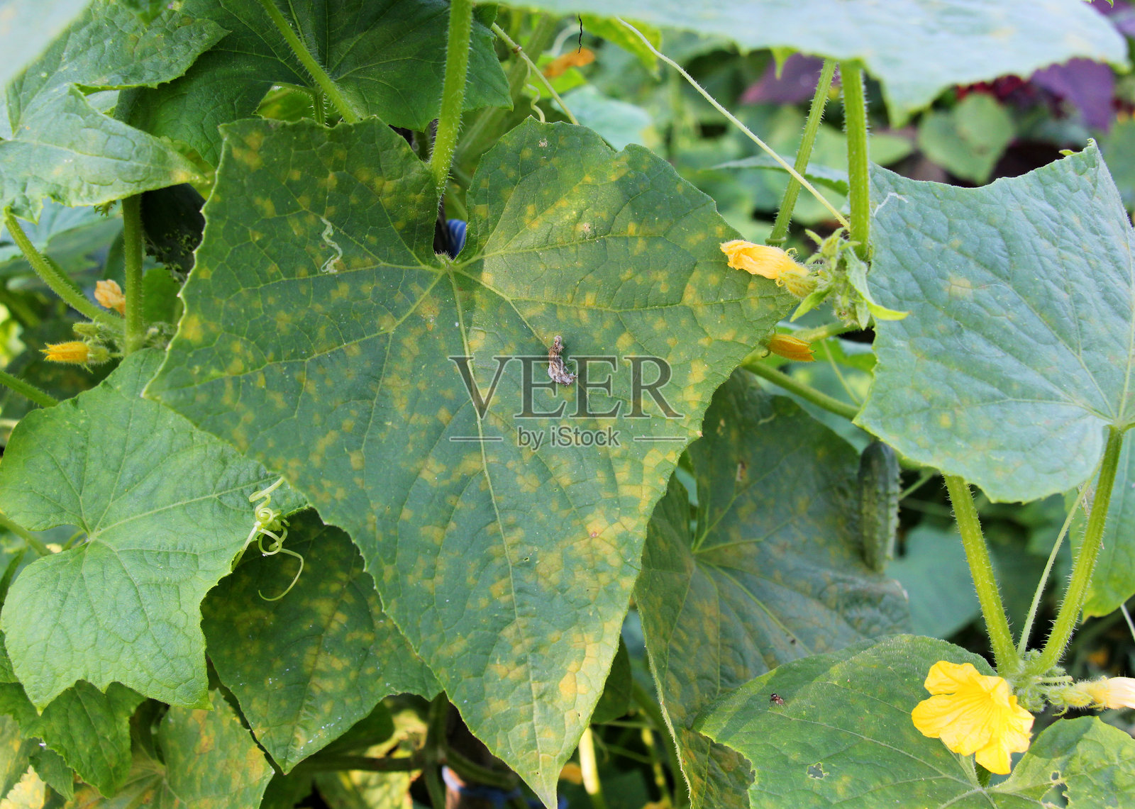 受霜霉病（真菌：白锈病菌）侵染的黄瓜叶片照片摄影图片