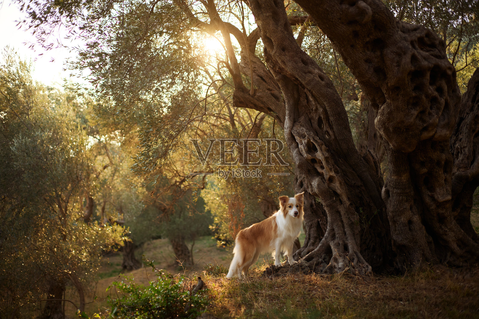 夕阳下的橄榄林中的狗照片摄影图片