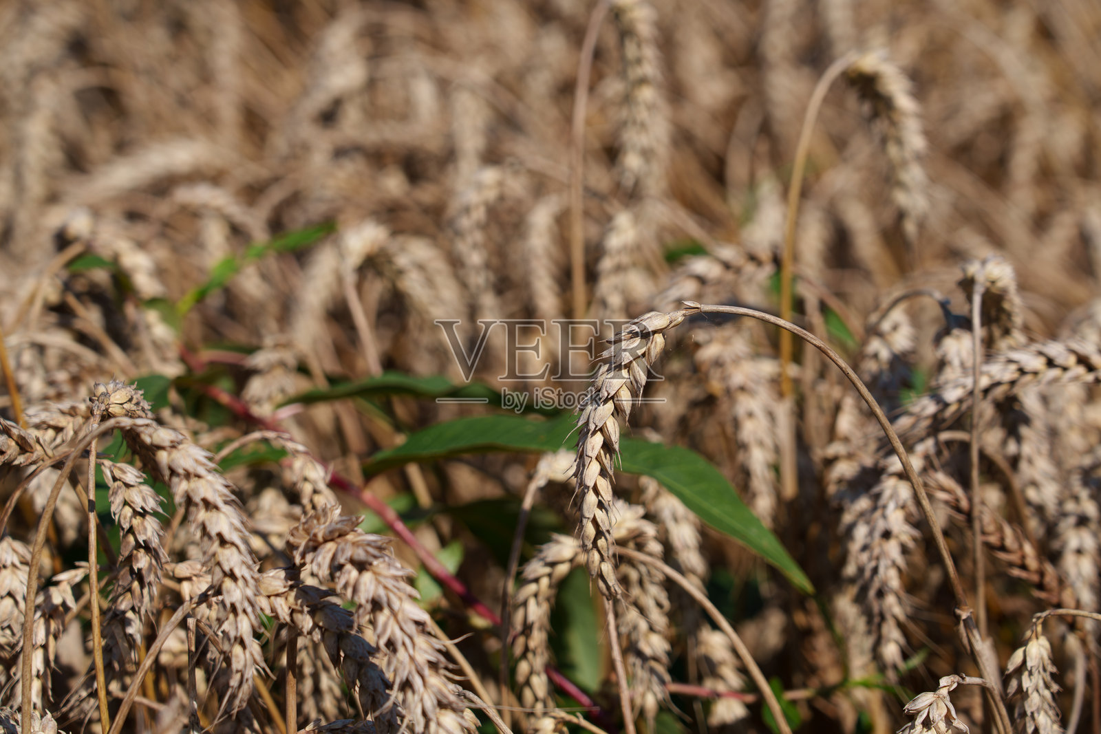 麦穗照片摄影图片