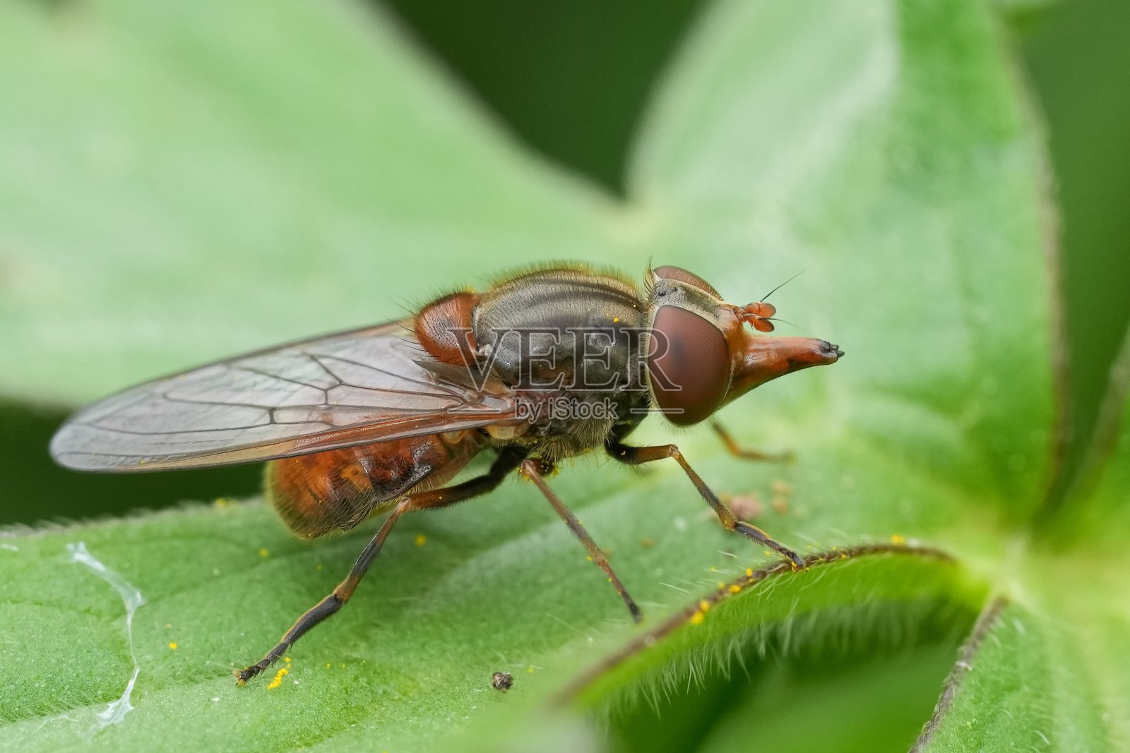 橙色常见鼻涕虫（Rhingia campestris）的正面特写细节照片摄影图片