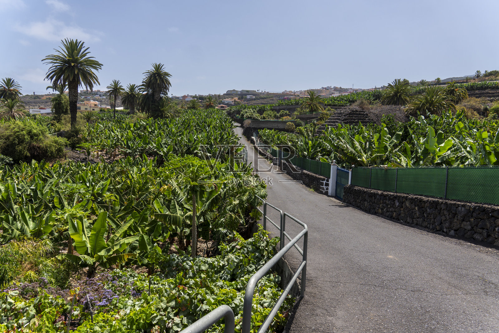 西班牙加那利群岛圣马科斯，特内里费岛北部照片摄影图片