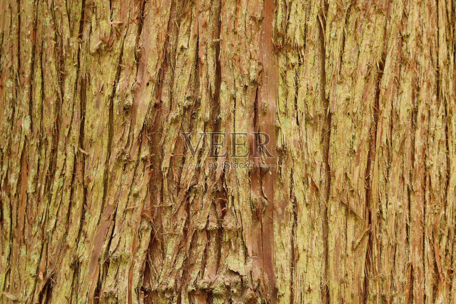 木树皮纹理照片摄影图片