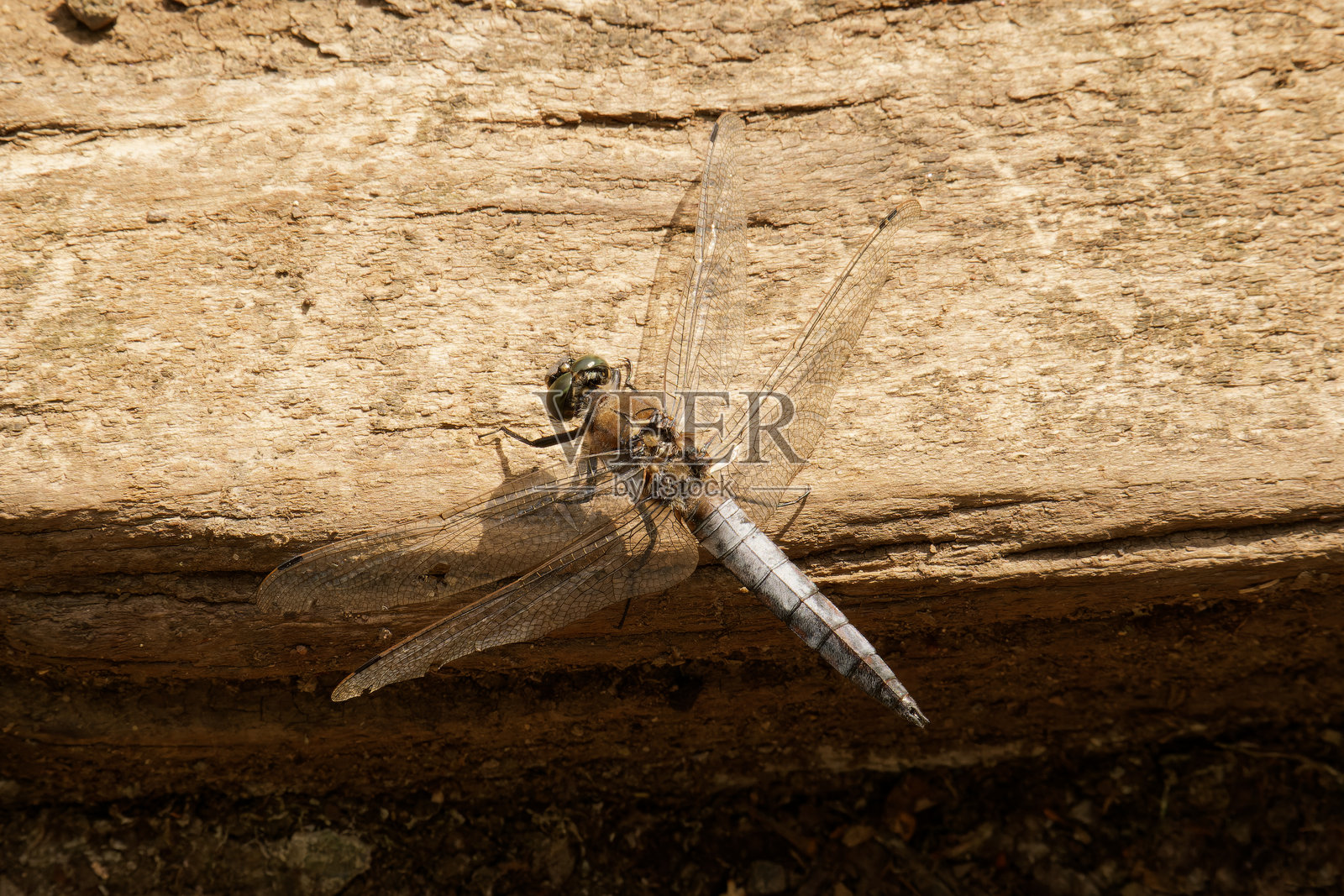 黑尾蟌照片摄影图片
