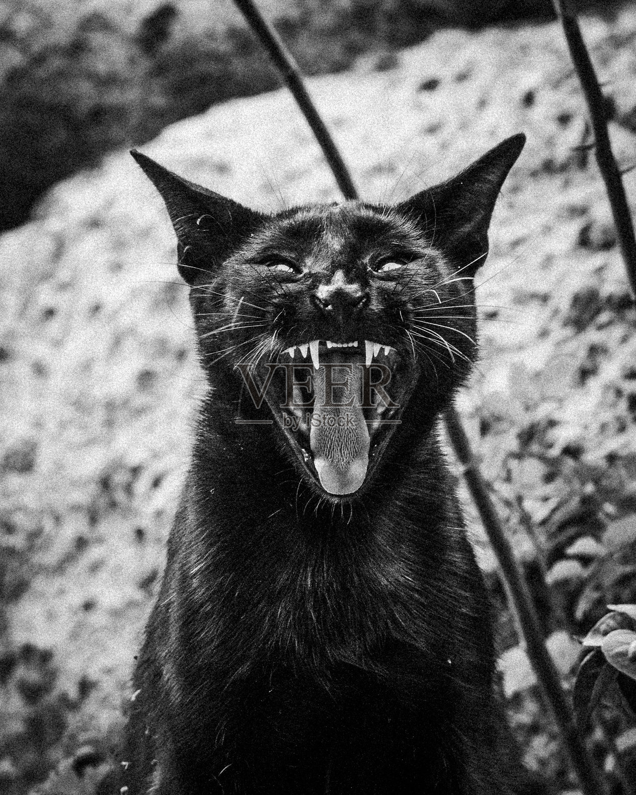 吸血鬼洞穴猫照片摄影图片