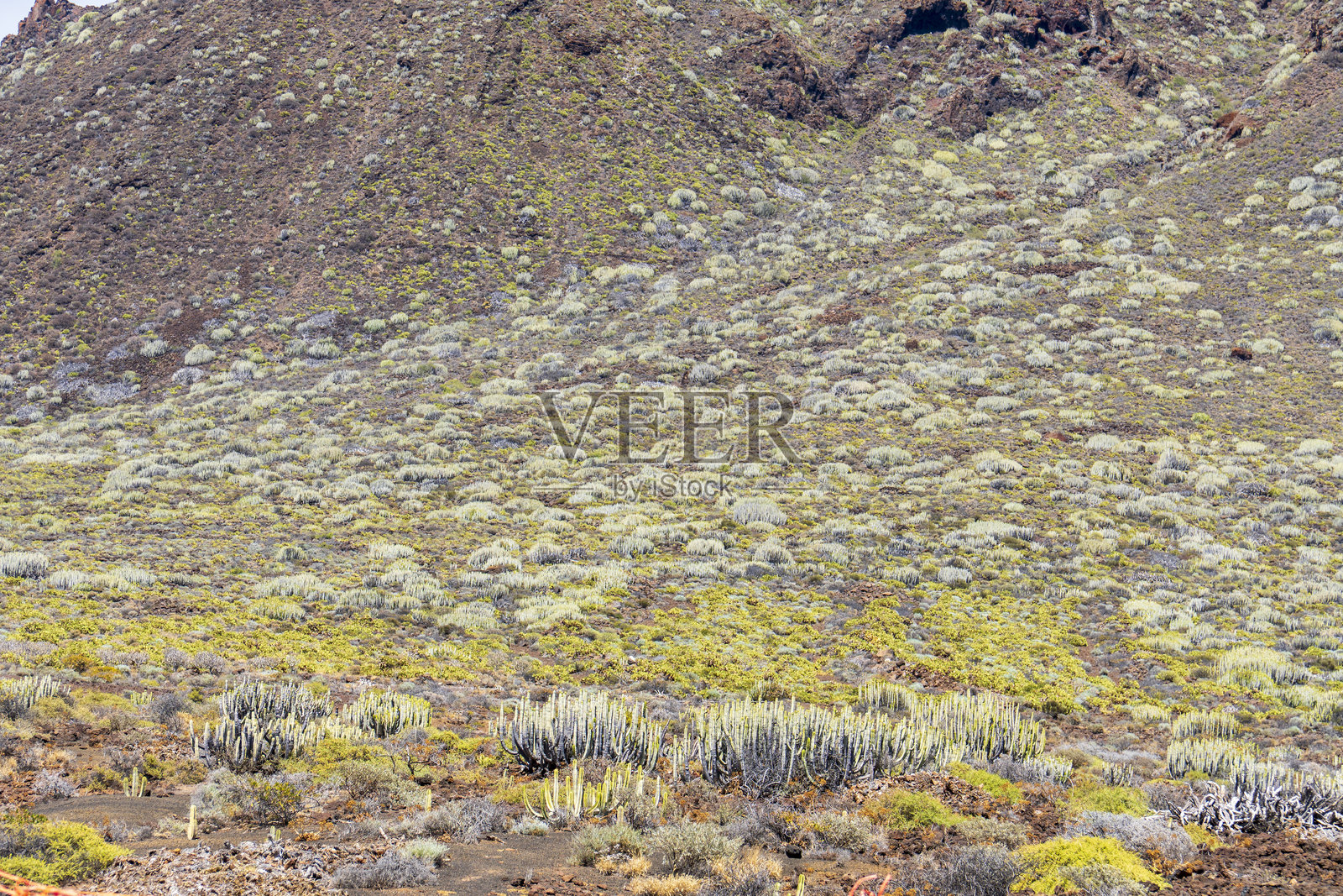 特诺角是特内里费岛（西班牙加那利群岛）的西北端。照片摄影图片