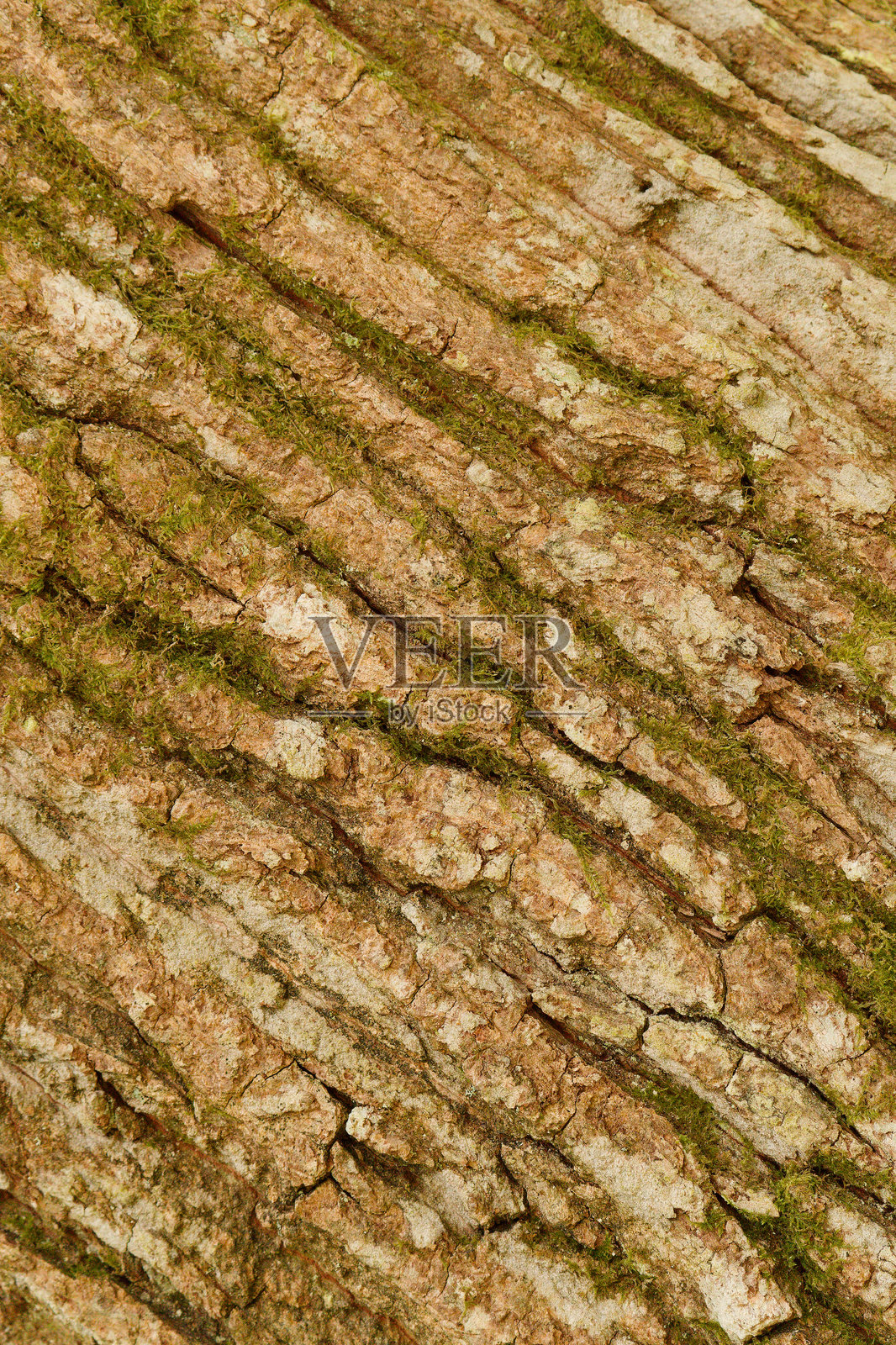 木树皮纹理照片摄影图片