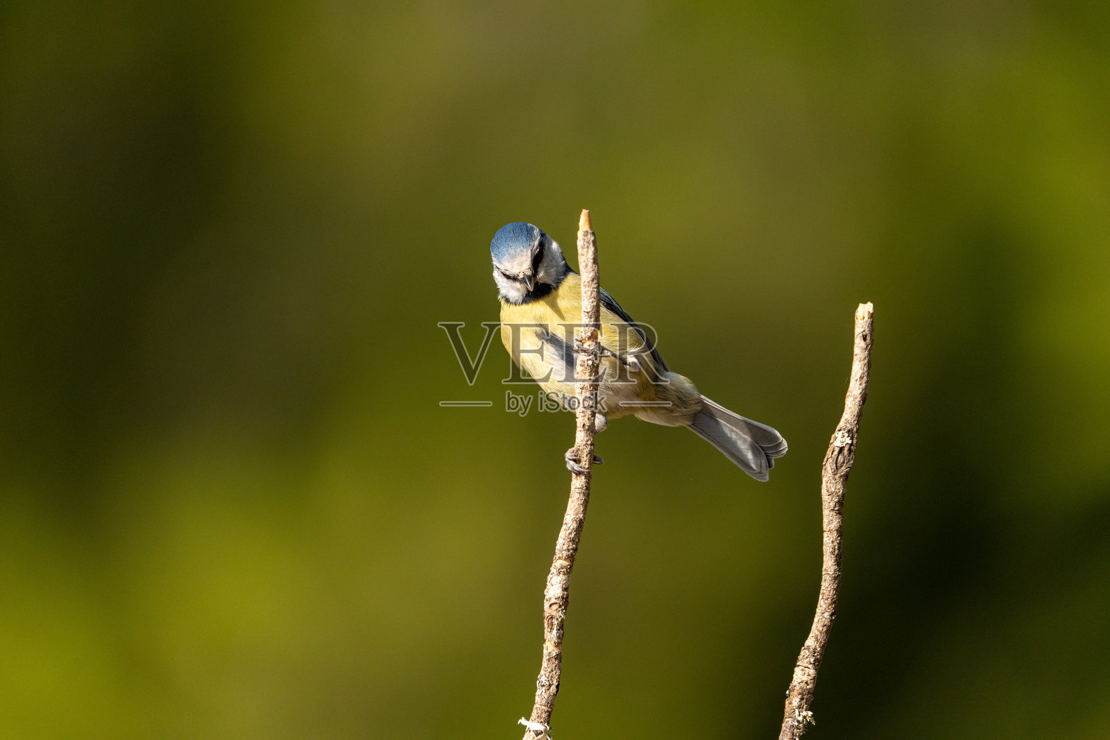 在西班牙拍摄的欧亚蓝冠山雀（Cyanistes caeruleus）照片摄影图片