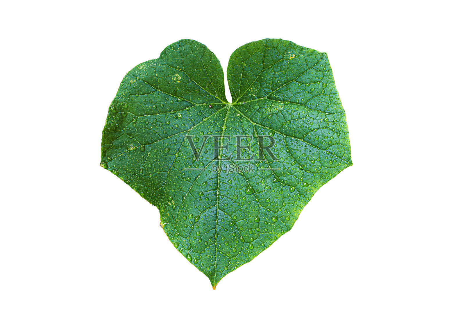绿色黄瓜叶，有清晰可见的脉络和水滴，置于干净的白色背景上。心形的花园叶片，孤立存在。照片摄影图片