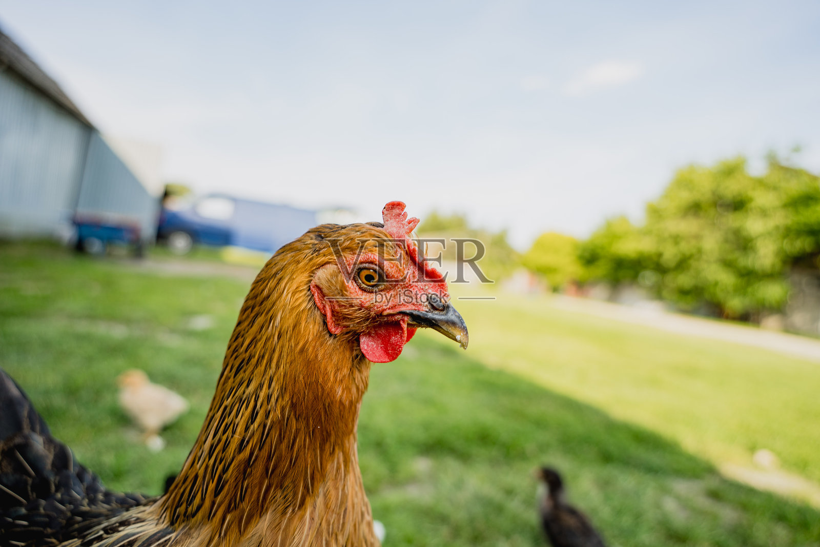 乡村有机农场里自由放养的鸡和雏鸡照片摄影图片
