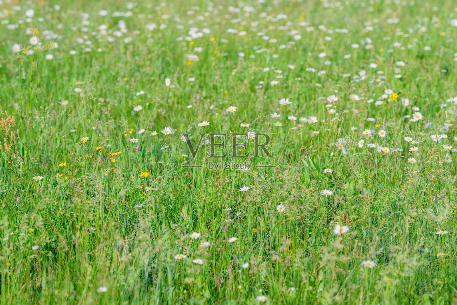 生机勃勃的野花绿草草甸，展现着自然的 and 美丽与和谐照片摄影图片