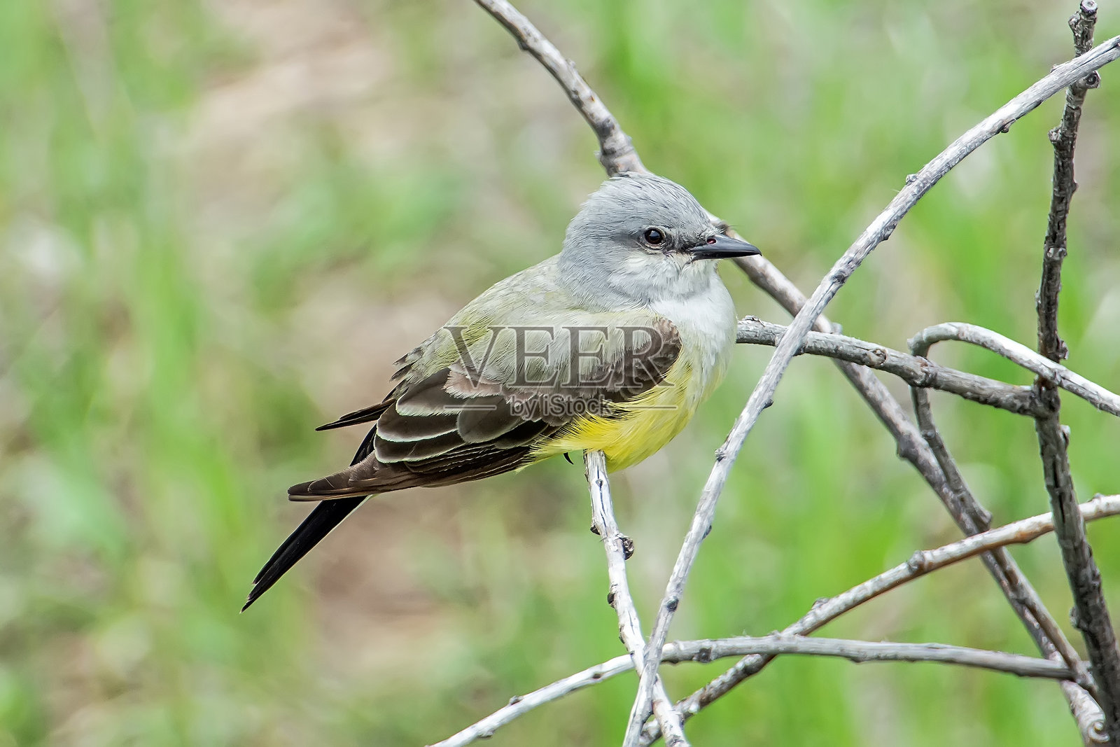 西方王霸鹟照片摄影图片