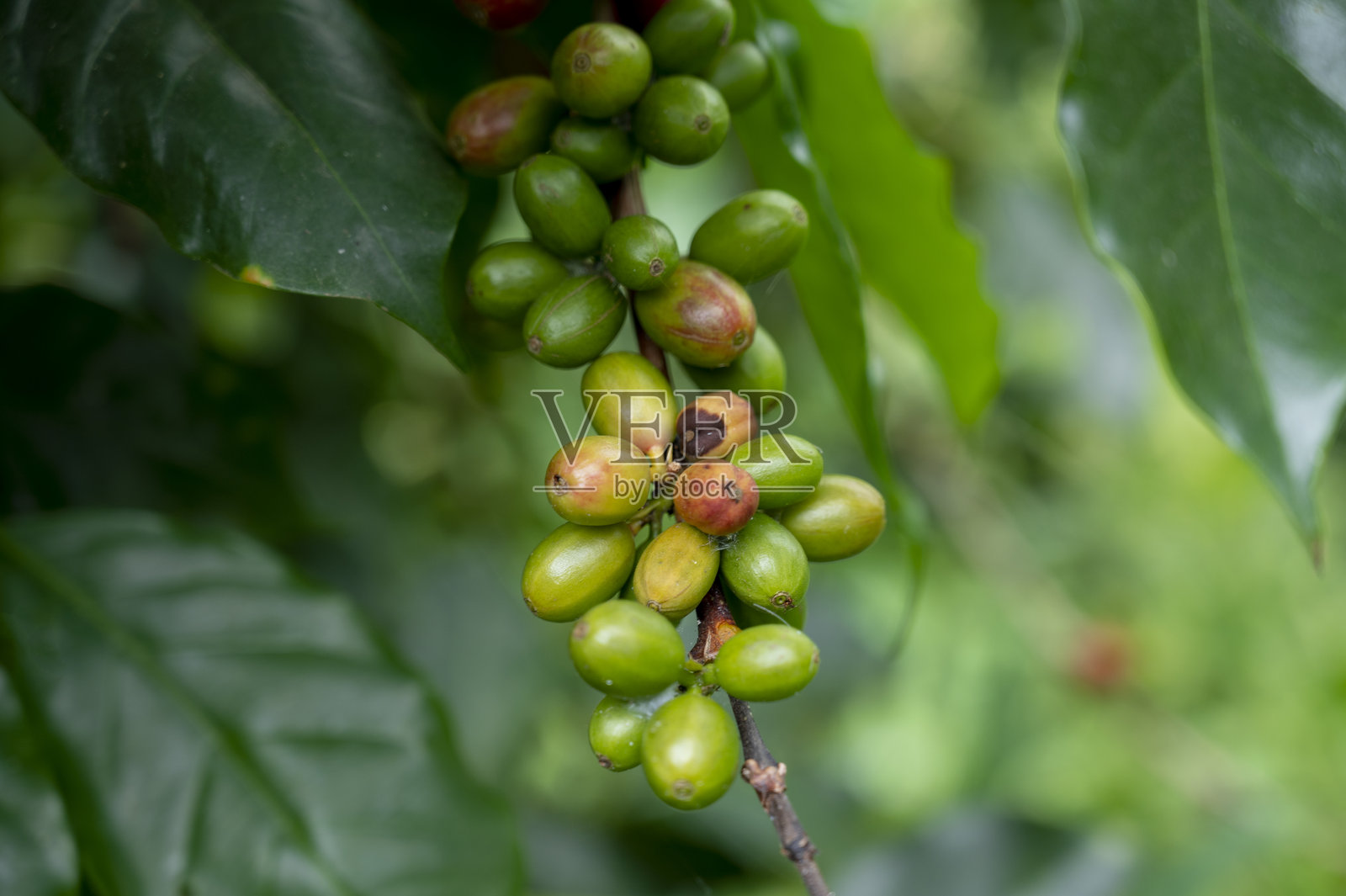 咖啡种植园里的害虫照片摄影图片