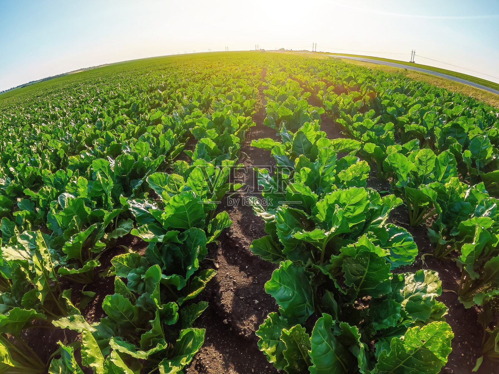 绿色的甜菜田，叶子健康，象征着可持续农业和糖的生产。照片摄影图片