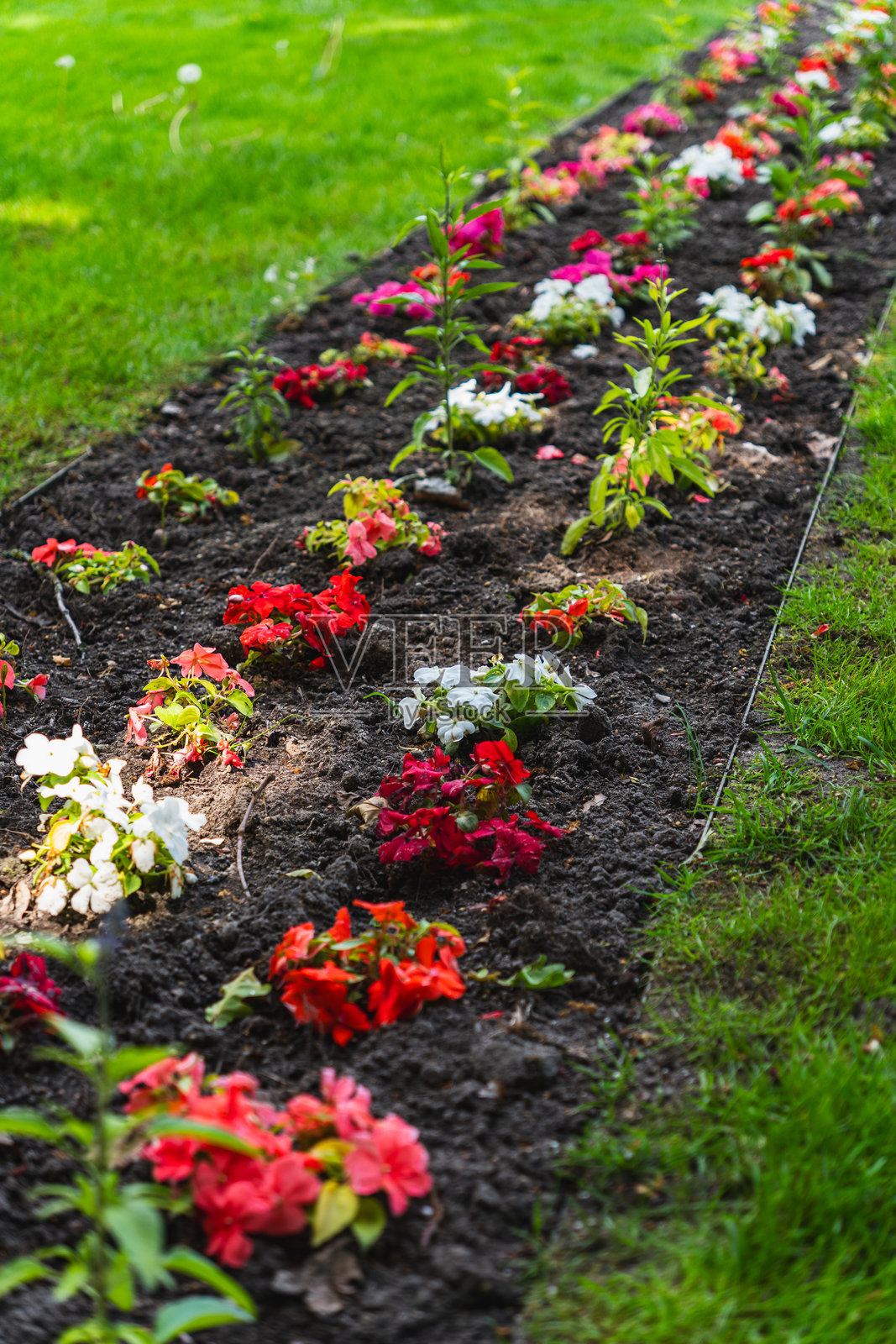 花园花坛中色彩缤纷的花朵特写照片摄影图片