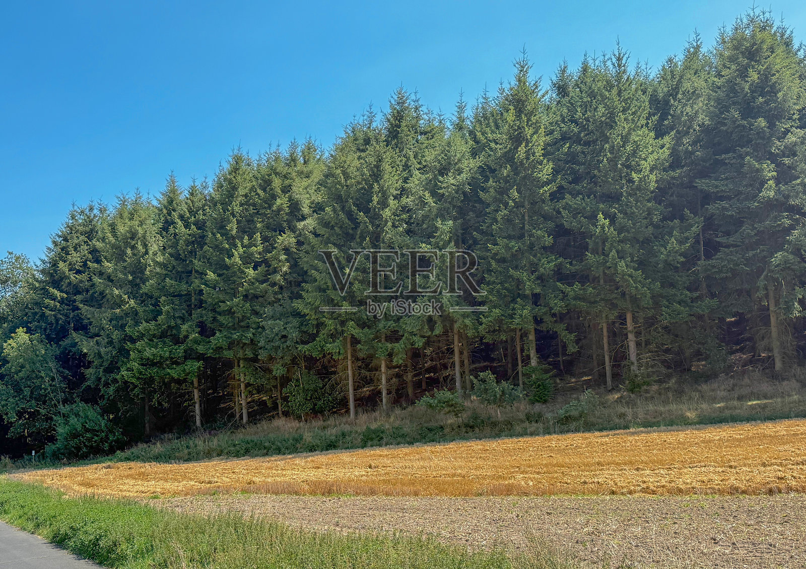 黎明时分，在晴朗的天空下，田野中的一条美丽道路的景象照片摄影图片