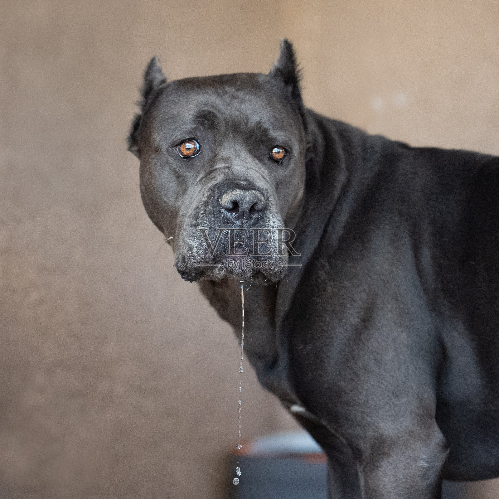 一只滴着水的灰色卡斯罗犬照片摄影图片