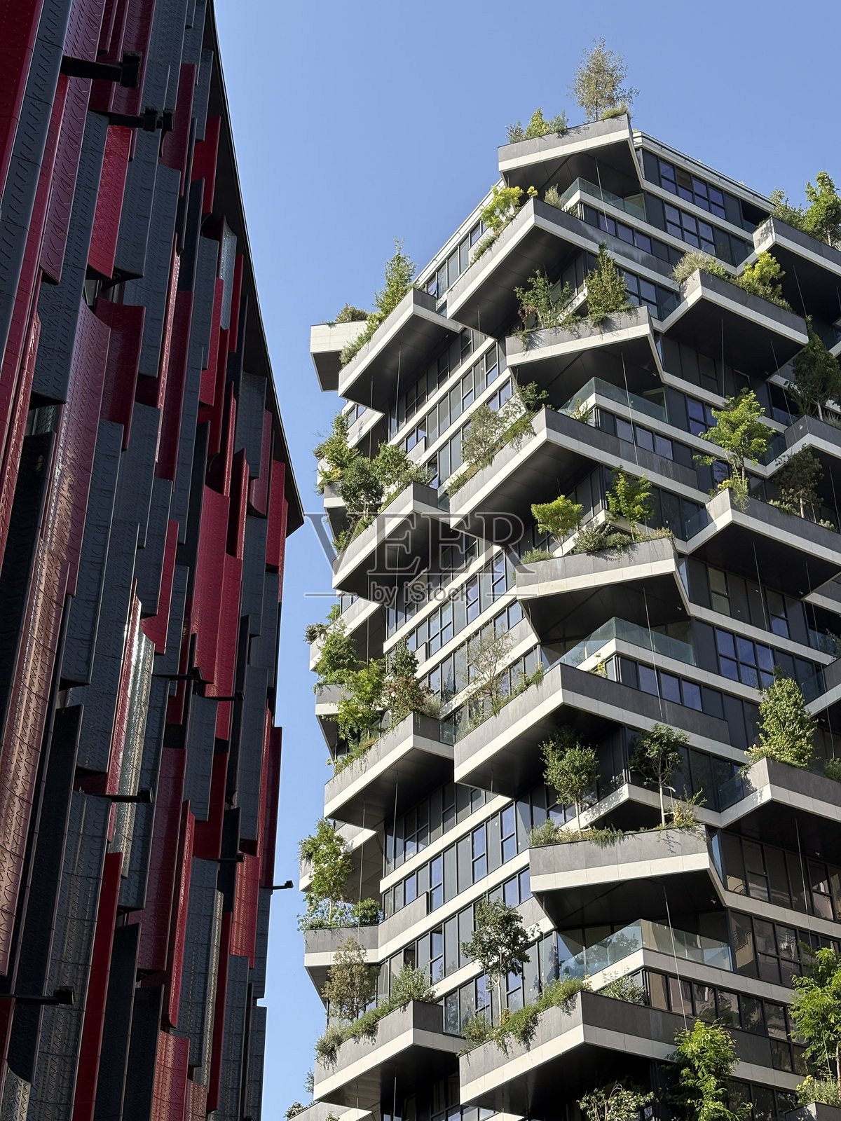 现代垂直森林照片摄影图片