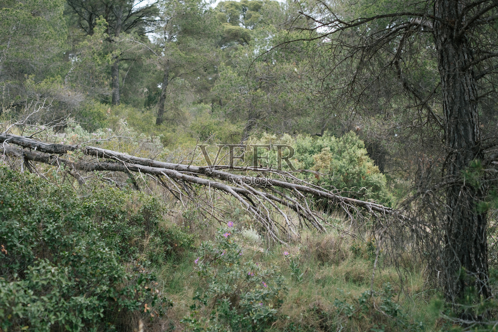 郁郁葱葱的绿色森林景观，有倒下的树木照片摄影图片