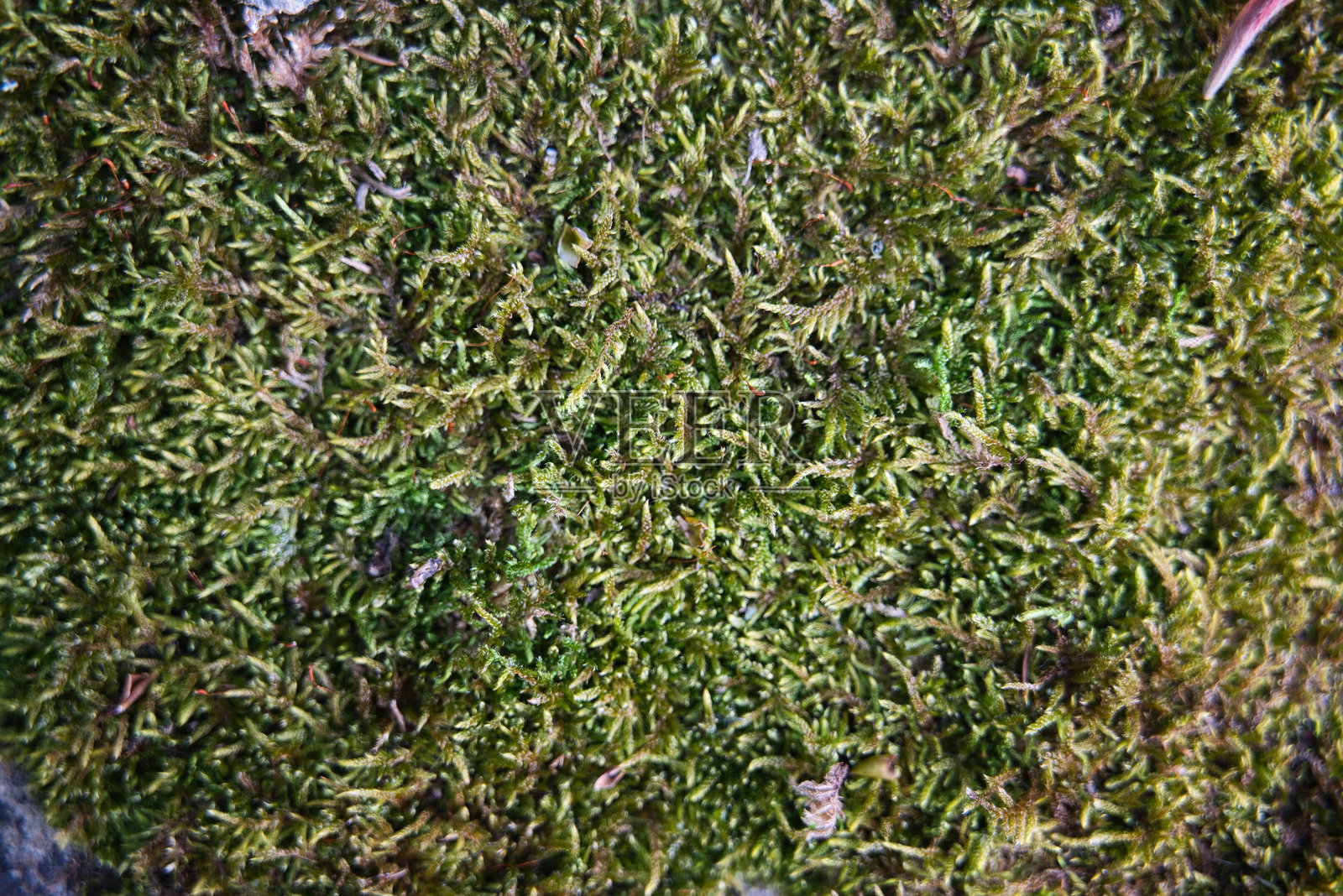 郁郁葱葱的绿色苔藓纹理 - 森林地表微距背景照片摄影图片