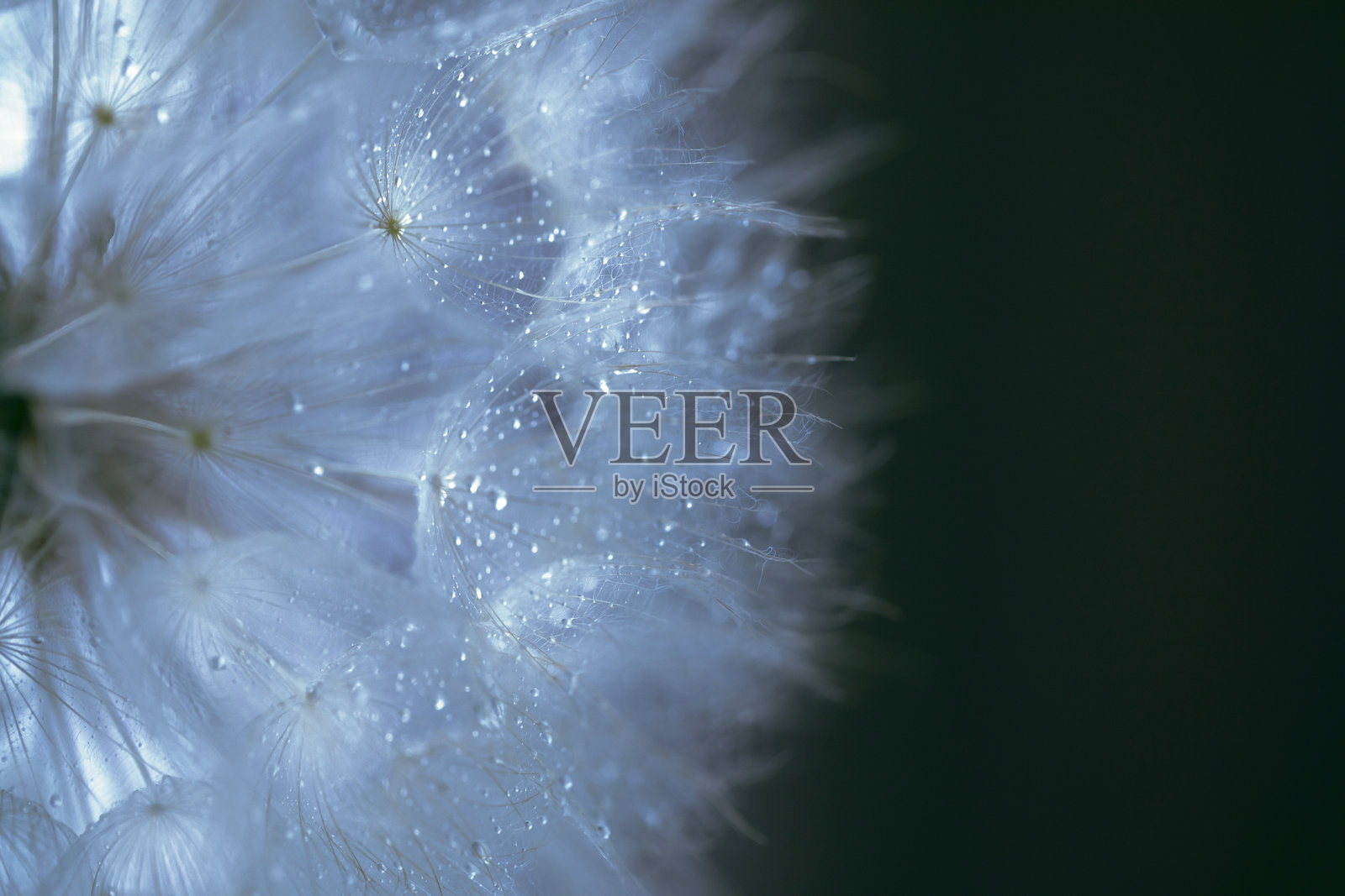 特写：蒲公英上的水滴照片摄影图片