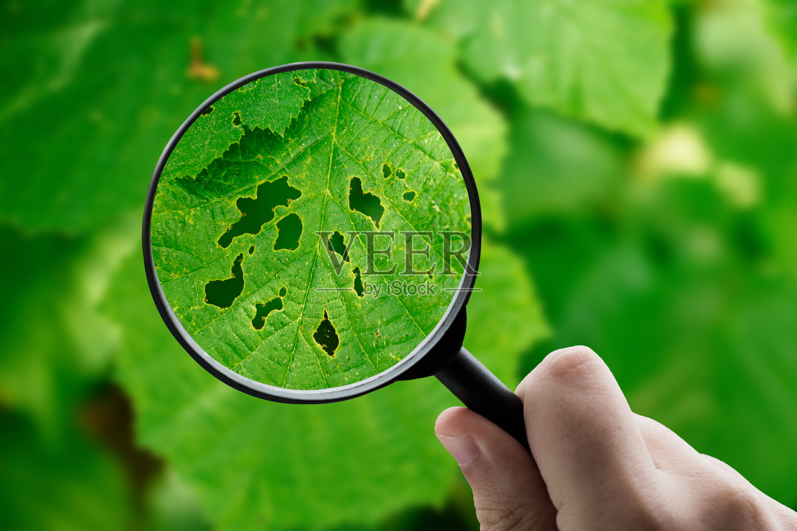 聚焦叶片损伤照片摄影图片