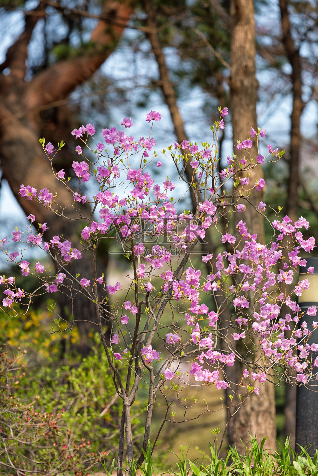 春季花园盛开的杜鹃花照片摄影图片