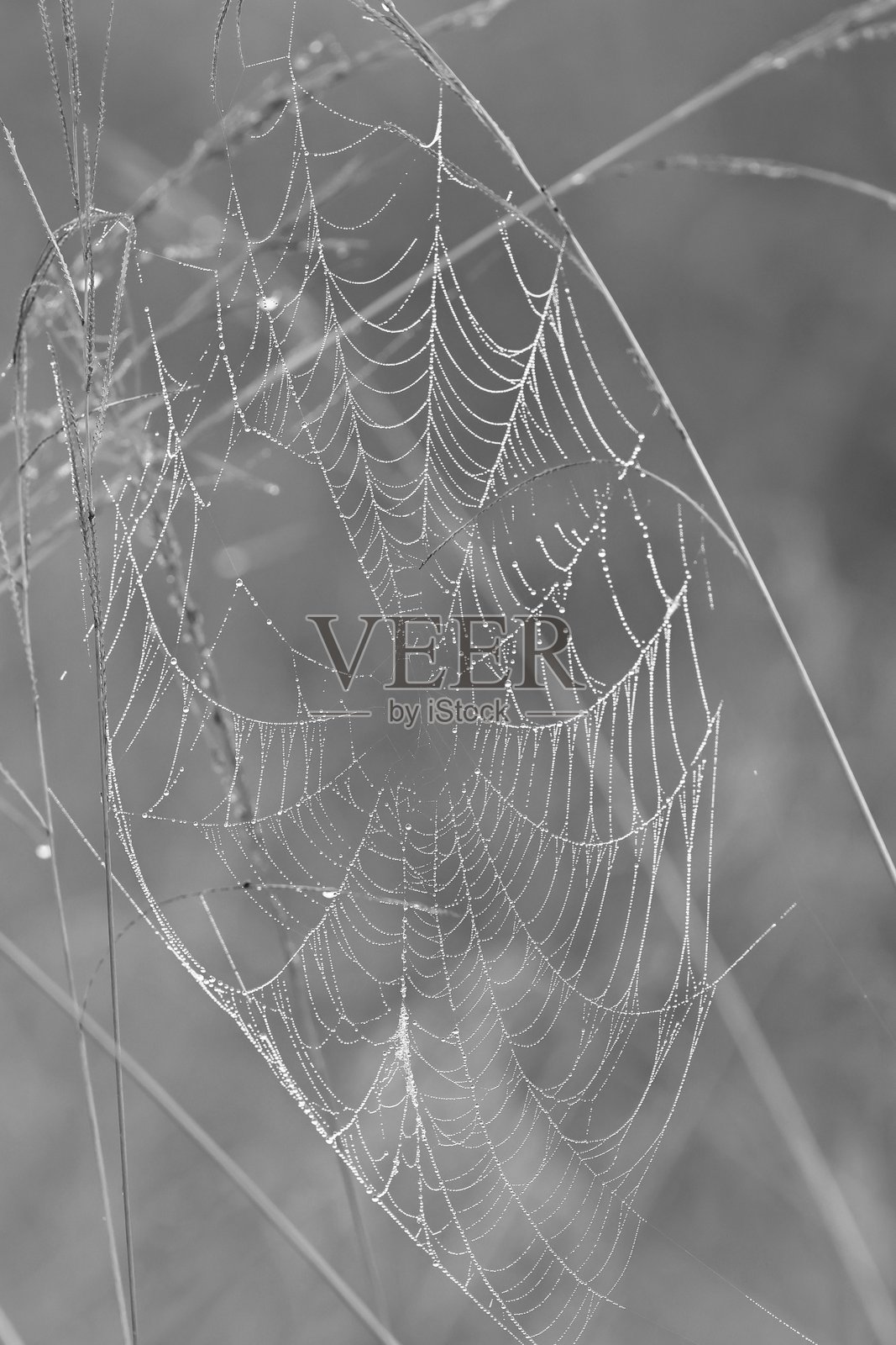 单色的蜘蛛网带露珠照片摄影图片