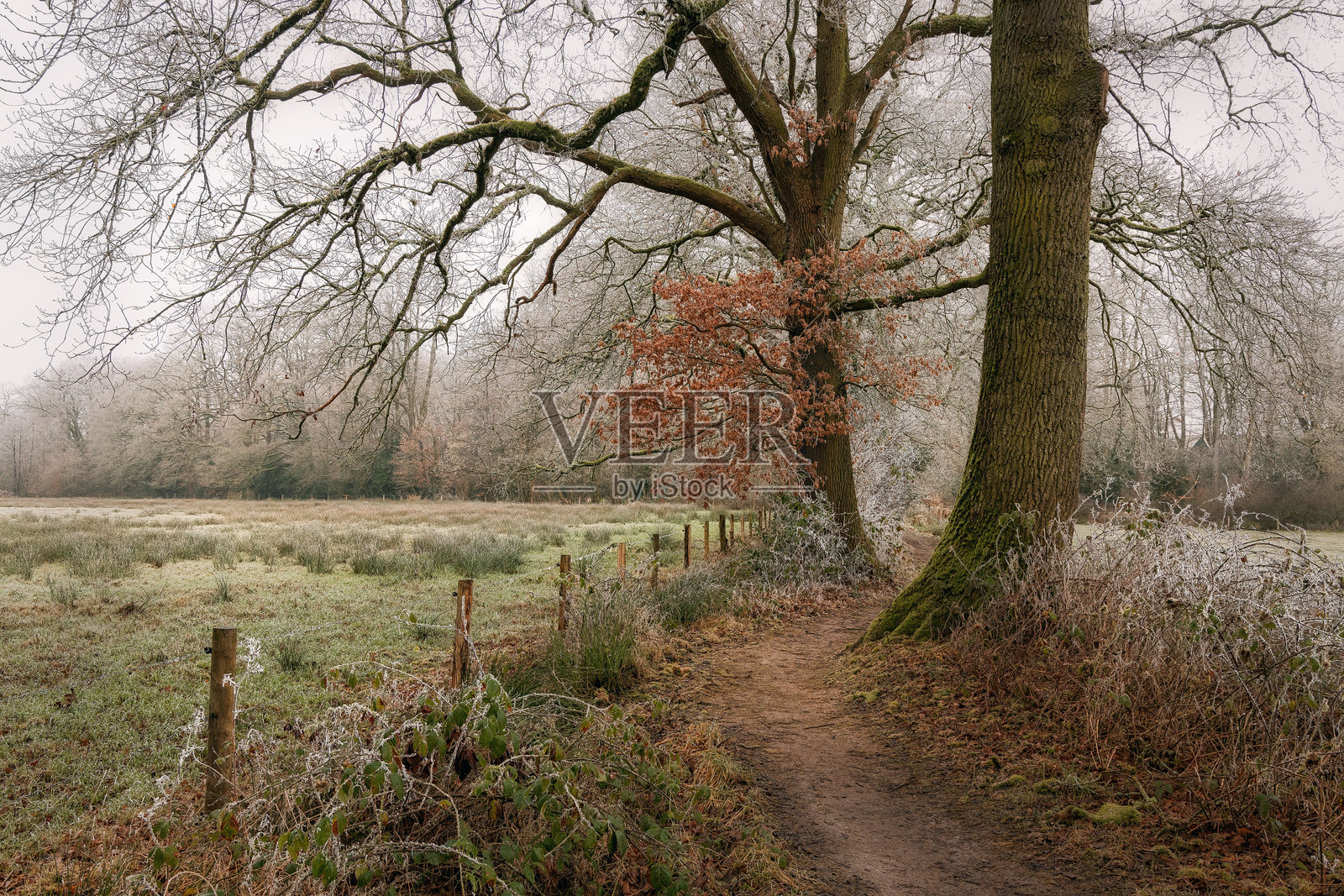 荷兰冬天没有雪，冬季景观照片摄影图片