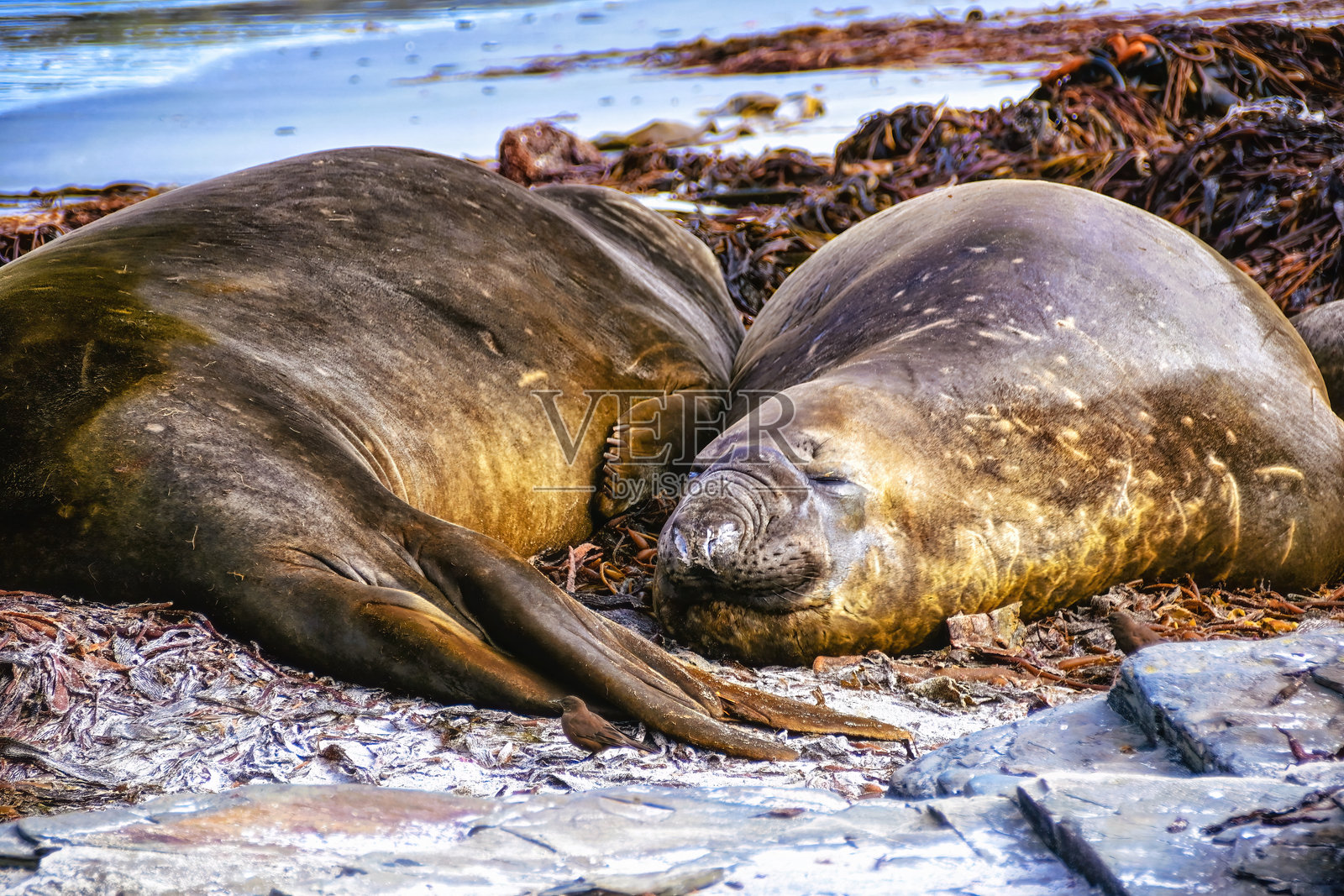 南方象海豹，福克兰群岛照片摄影图片
