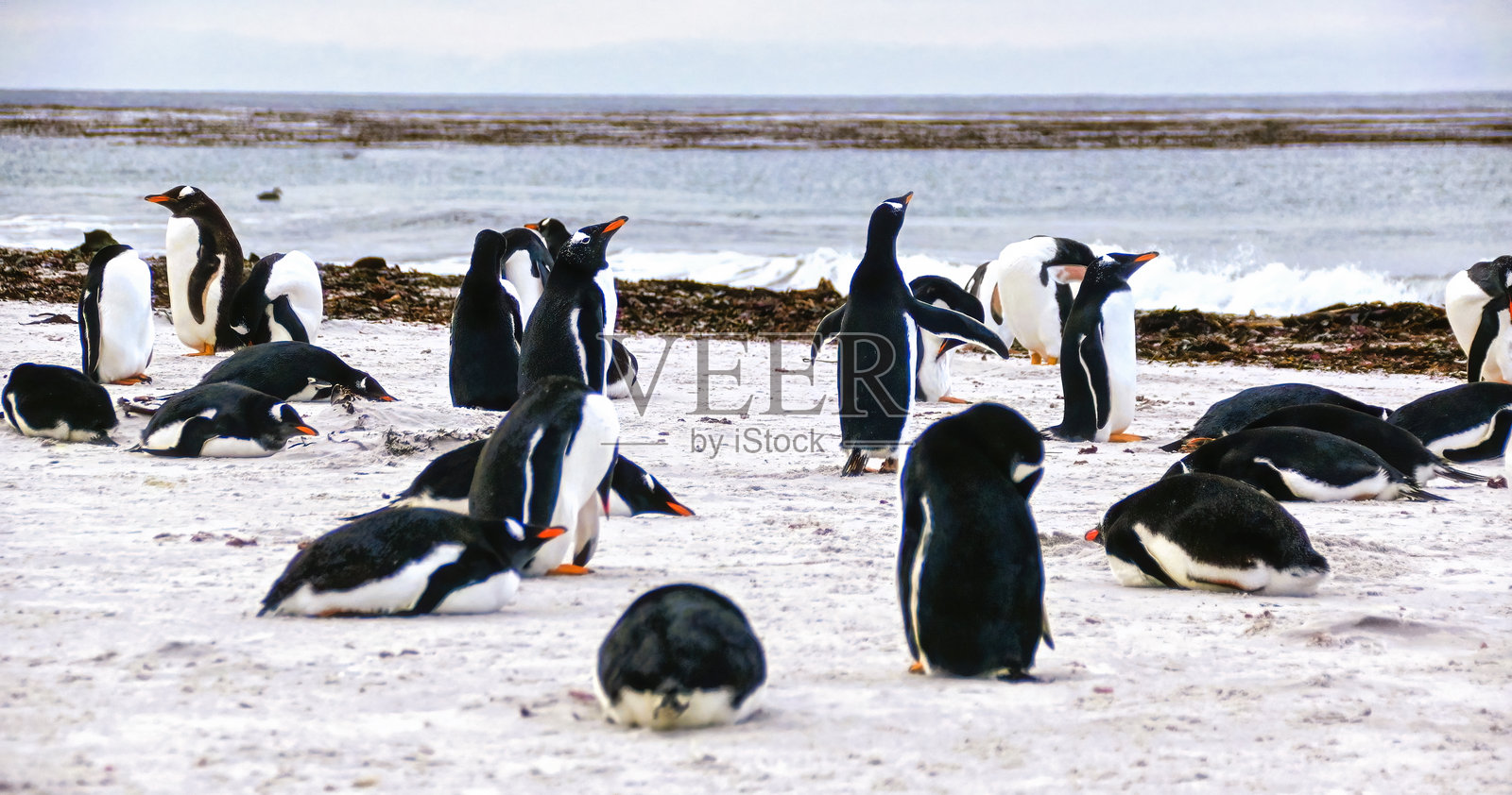 南乔治亚岛的绅士企鹅（Pygoscelis papua）照片摄影图片