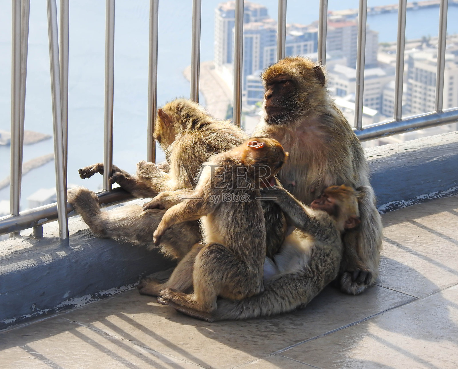 直布罗陀的猴子照片摄影图片