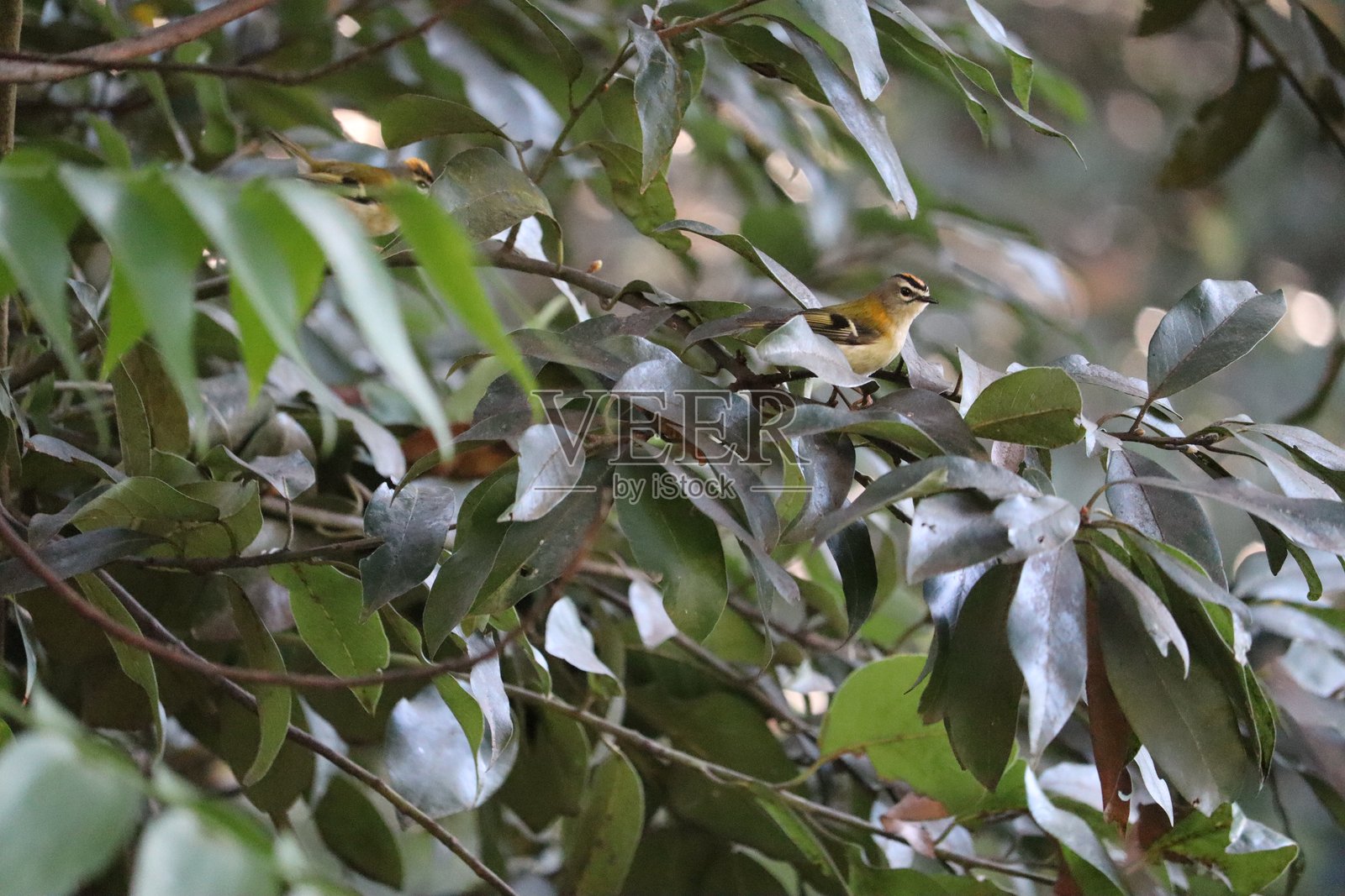 马德拉金冠雀 "Regulus madeirensis"照片摄影图片