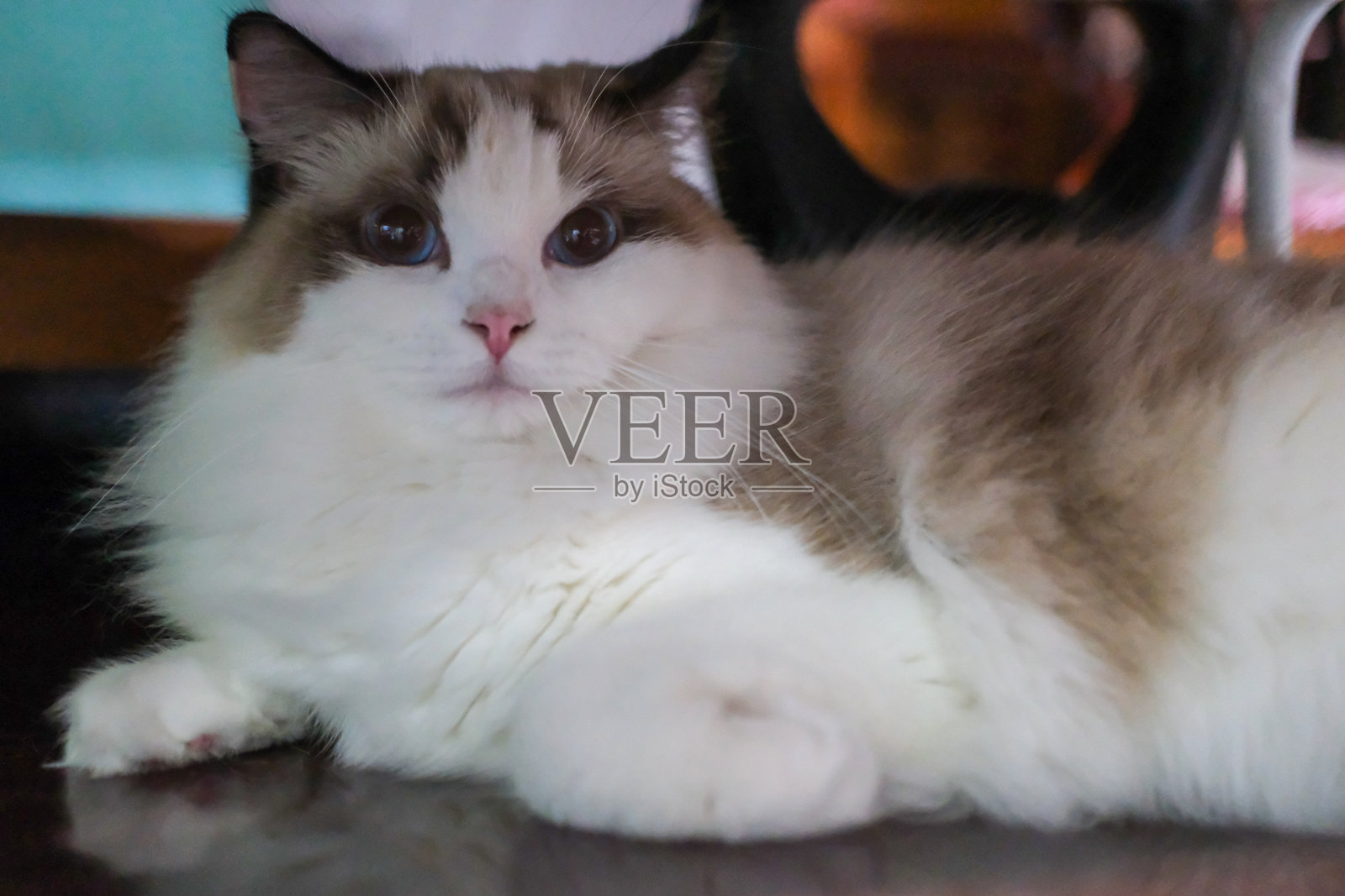 可爱的布偶猫趴在木地板上，望着镜头照片摄影图片