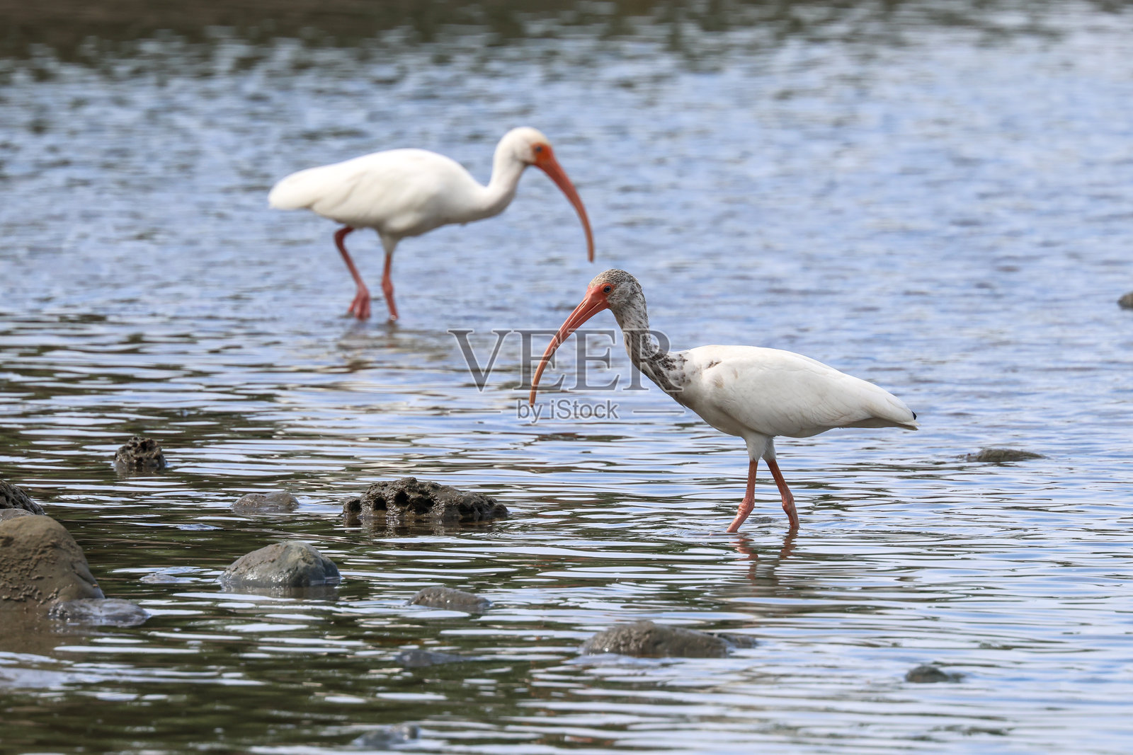 一对白朱鹭在水中涉行照片摄影图片
