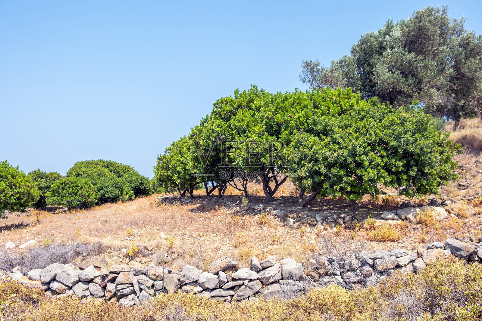 希腊希俄斯岛的乳香树，一种为提取乳香脂而种植的乳香灌木照片摄影图片