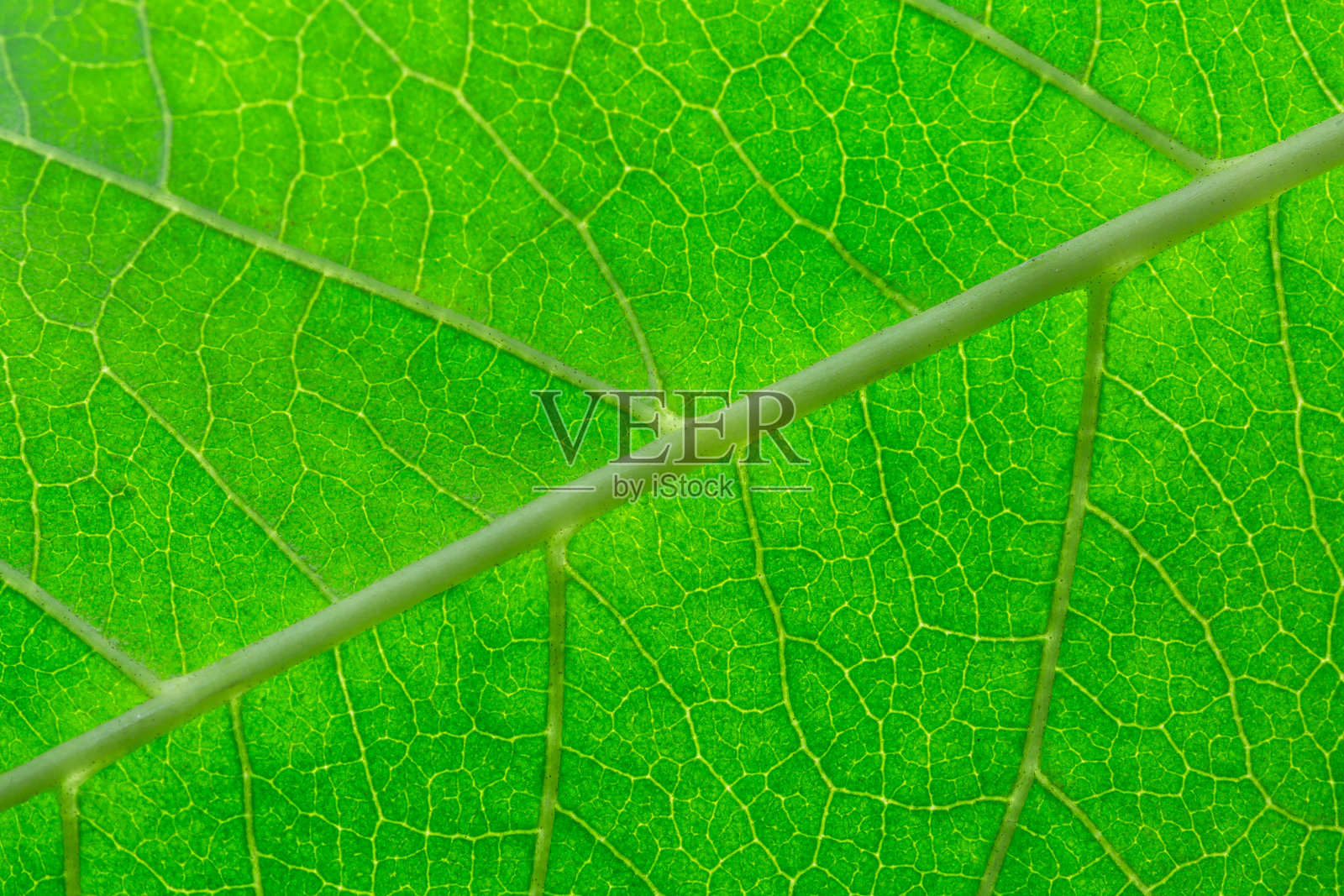 绿色叶子纹理的宏观特写，带有详细的叶脉图案。照片摄影图片