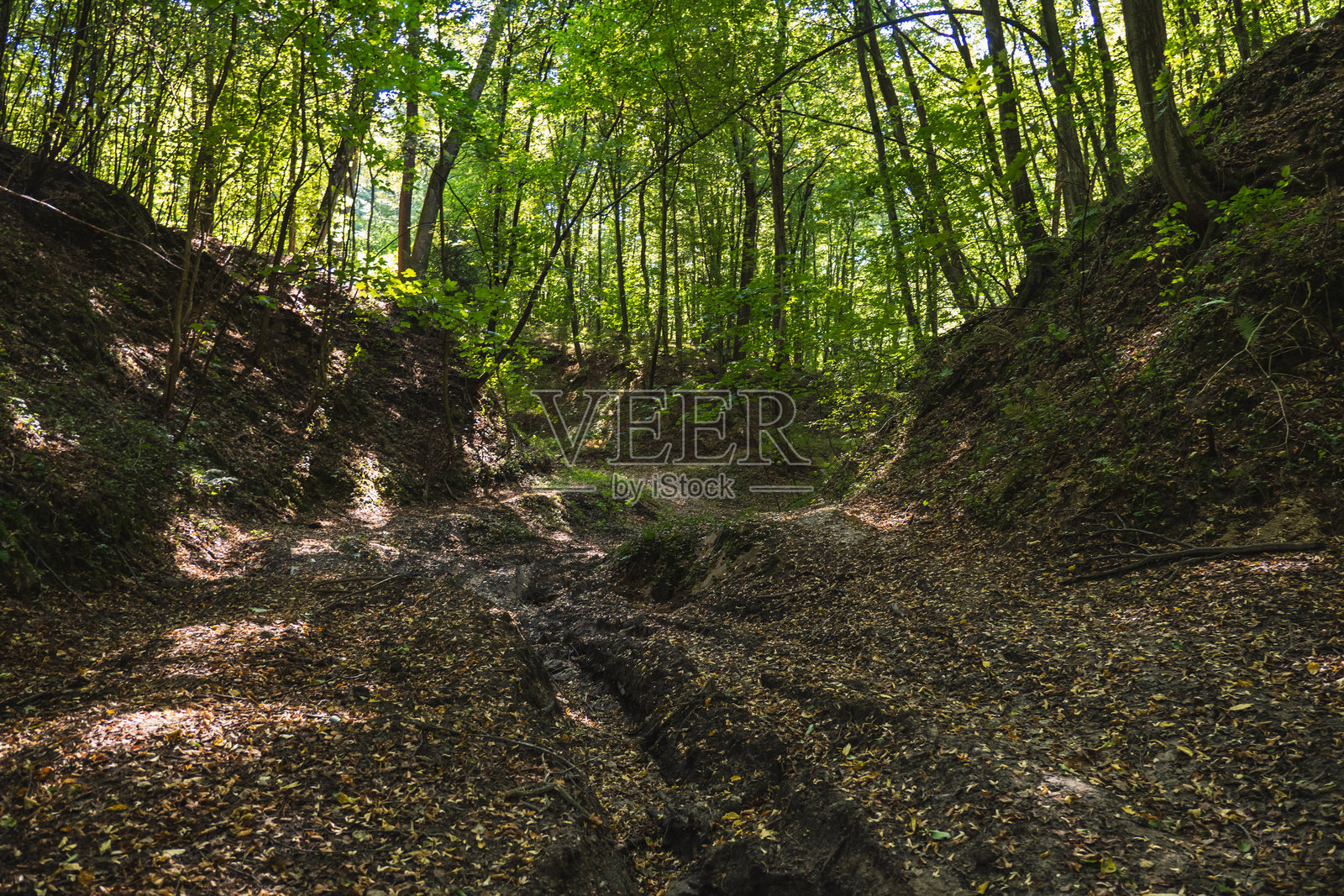 夏日森林中穿过荒野沟壑的土路照片摄影图片
